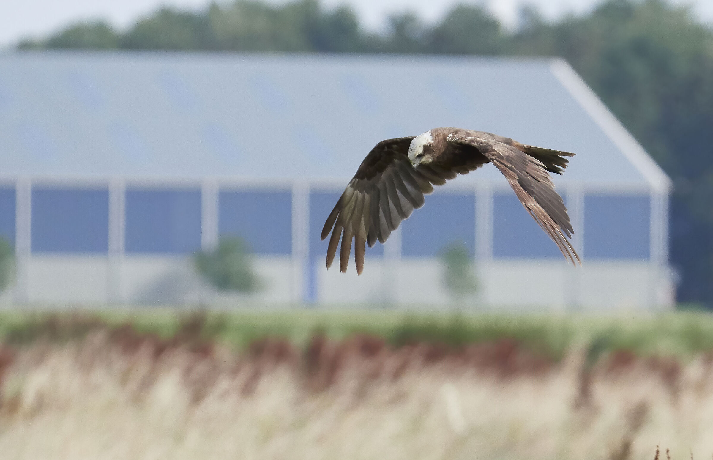 Marsh Harrier