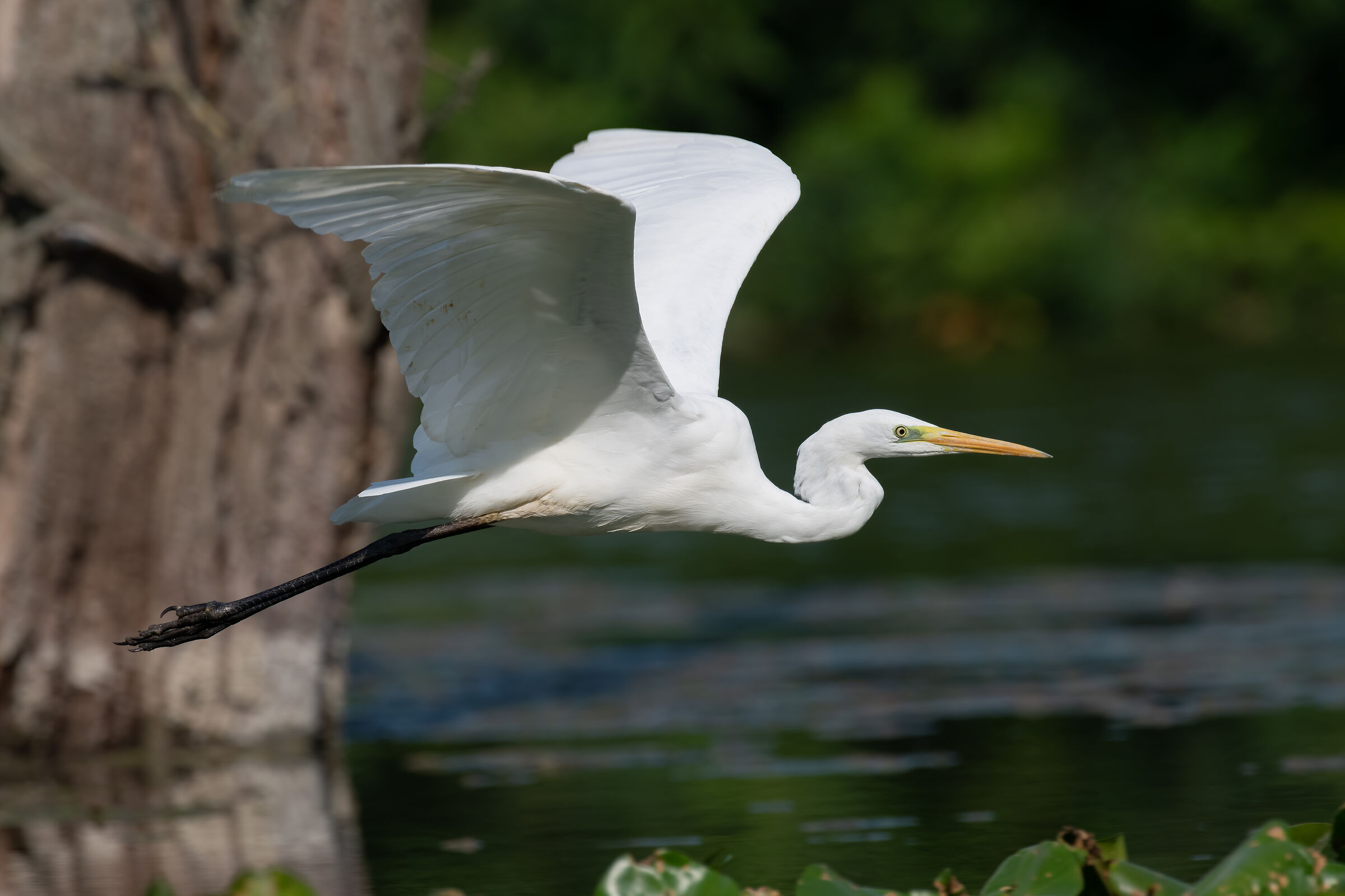 Airone in volo a 1200 mm