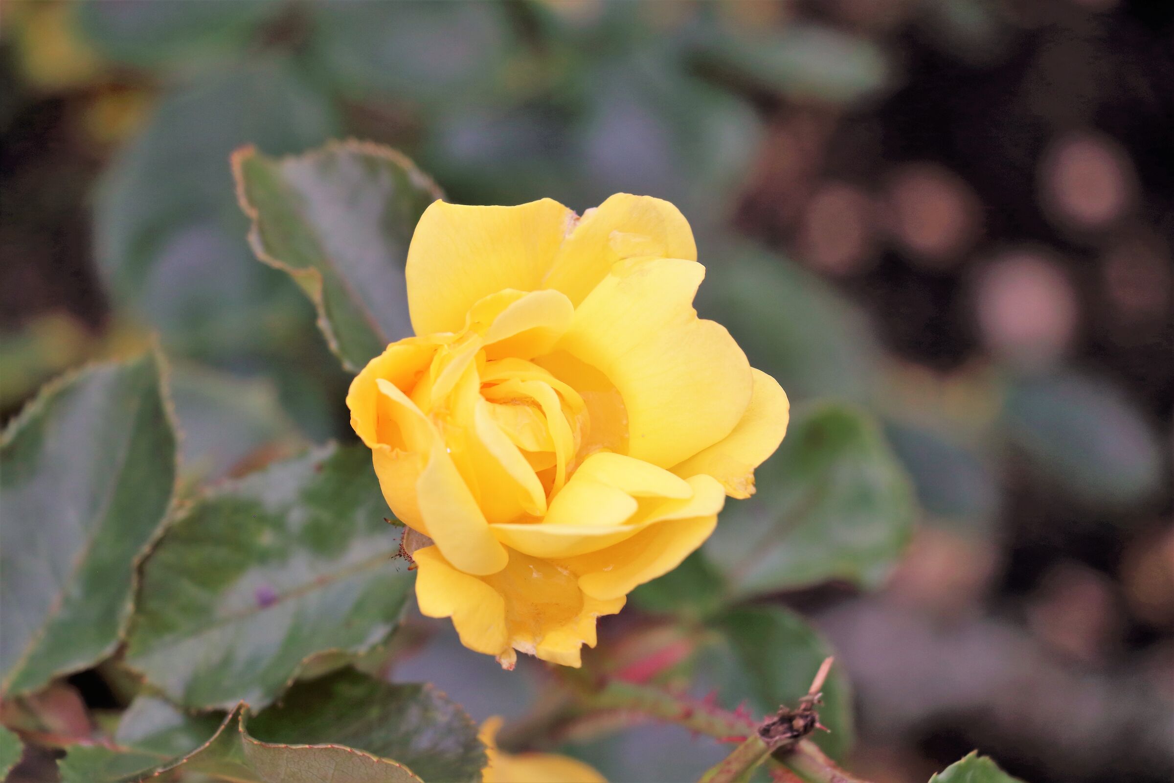 Yellow rose