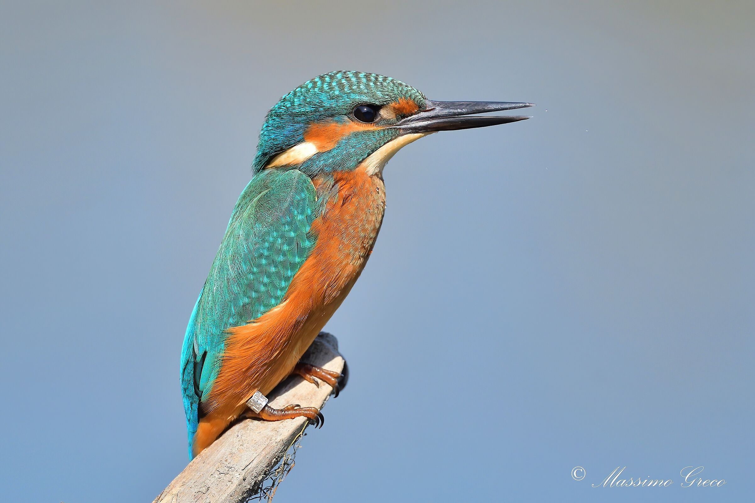 Kingfisher