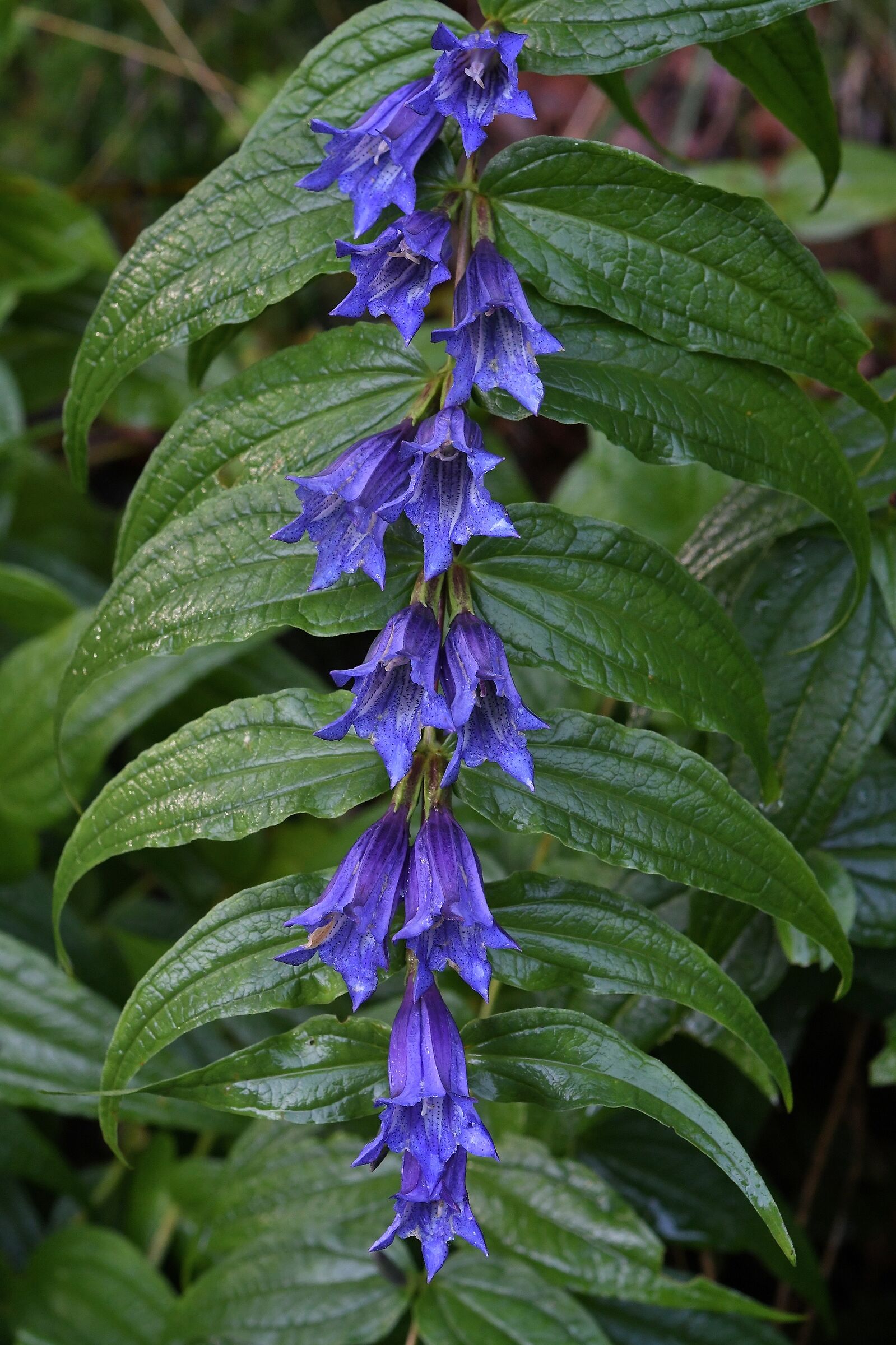 Gentiana asclepiadea