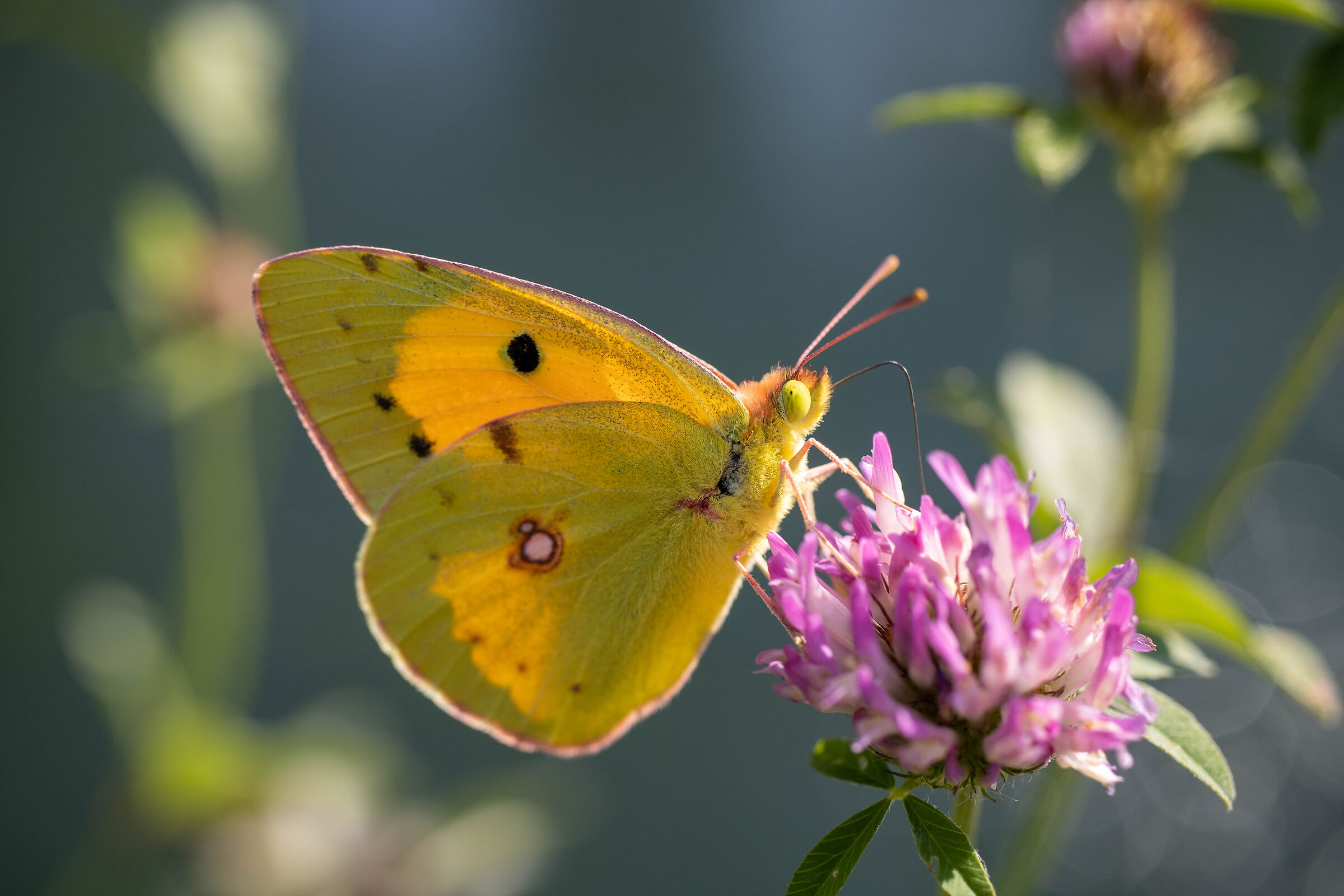 Farfalla sul naviglio