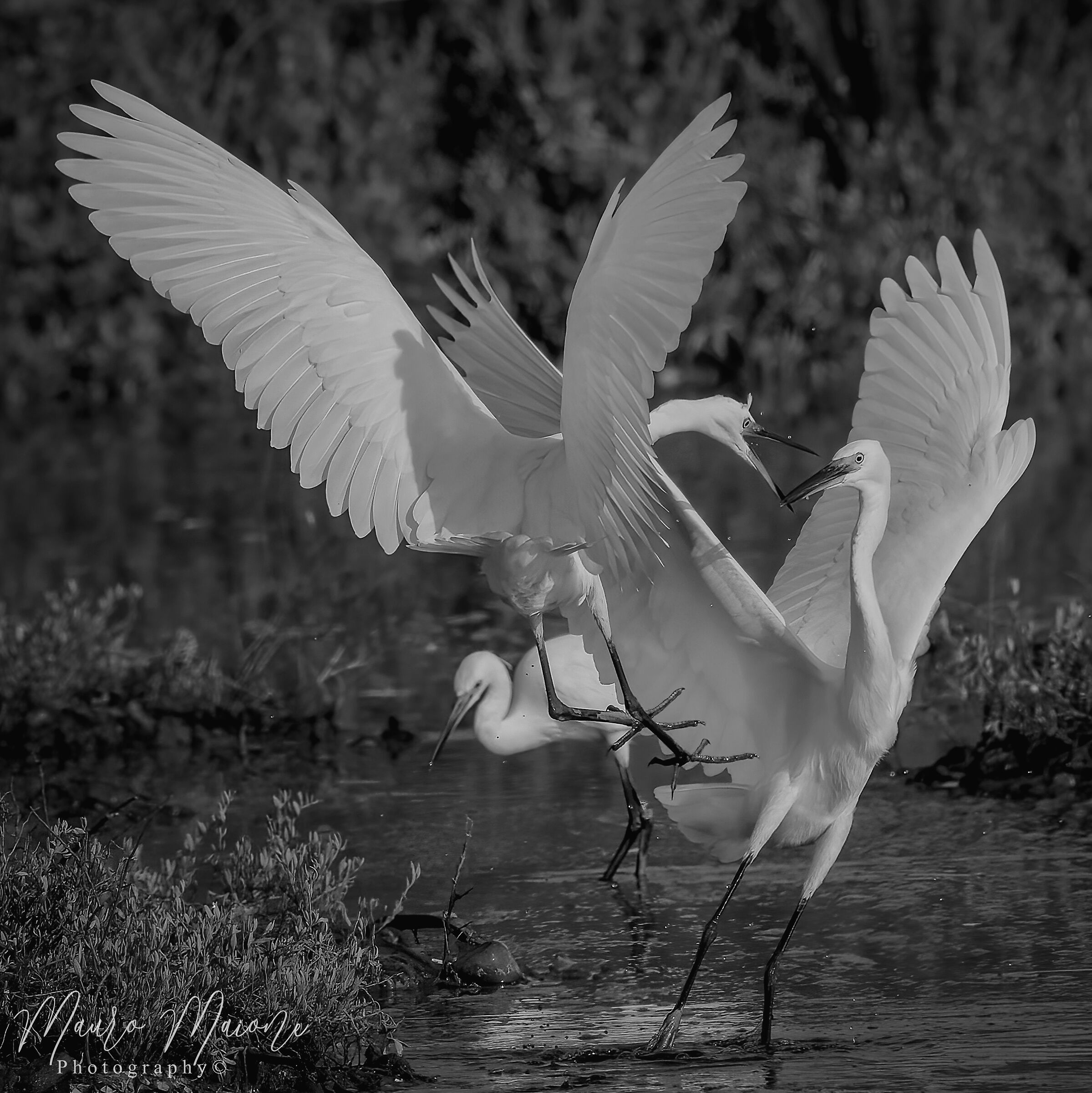 discussioni territoriali
