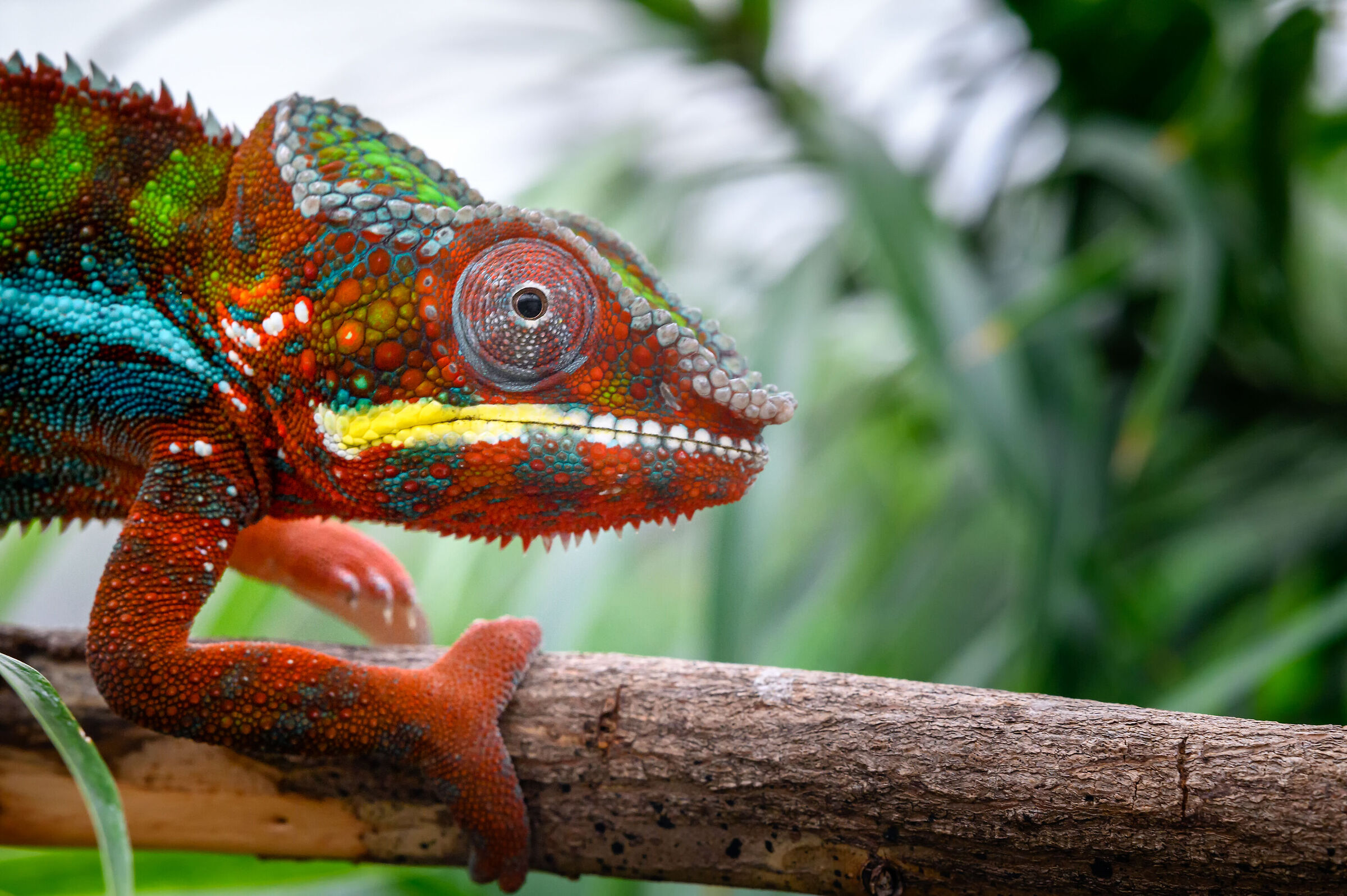 Leopard Chameleon