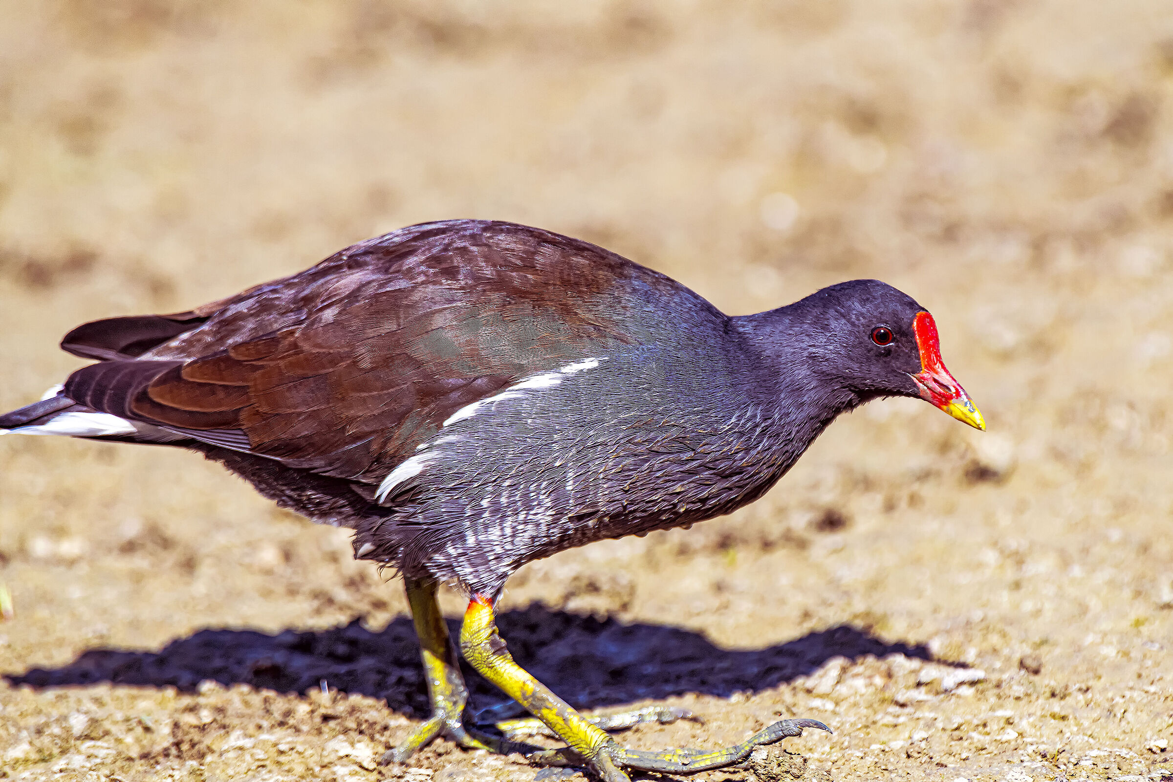 Moorhen