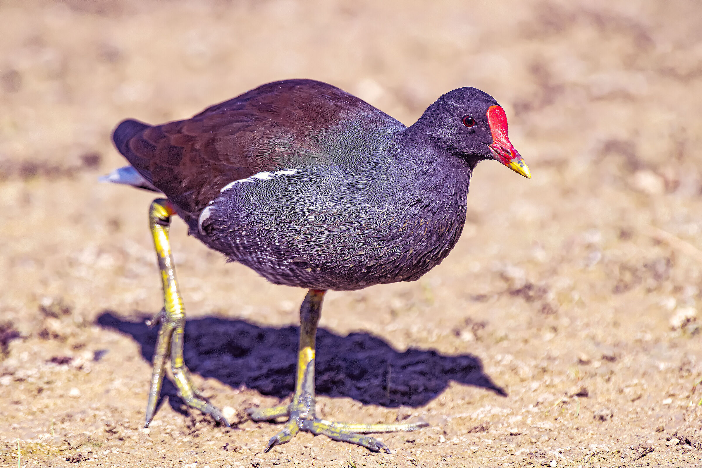 Moorhen