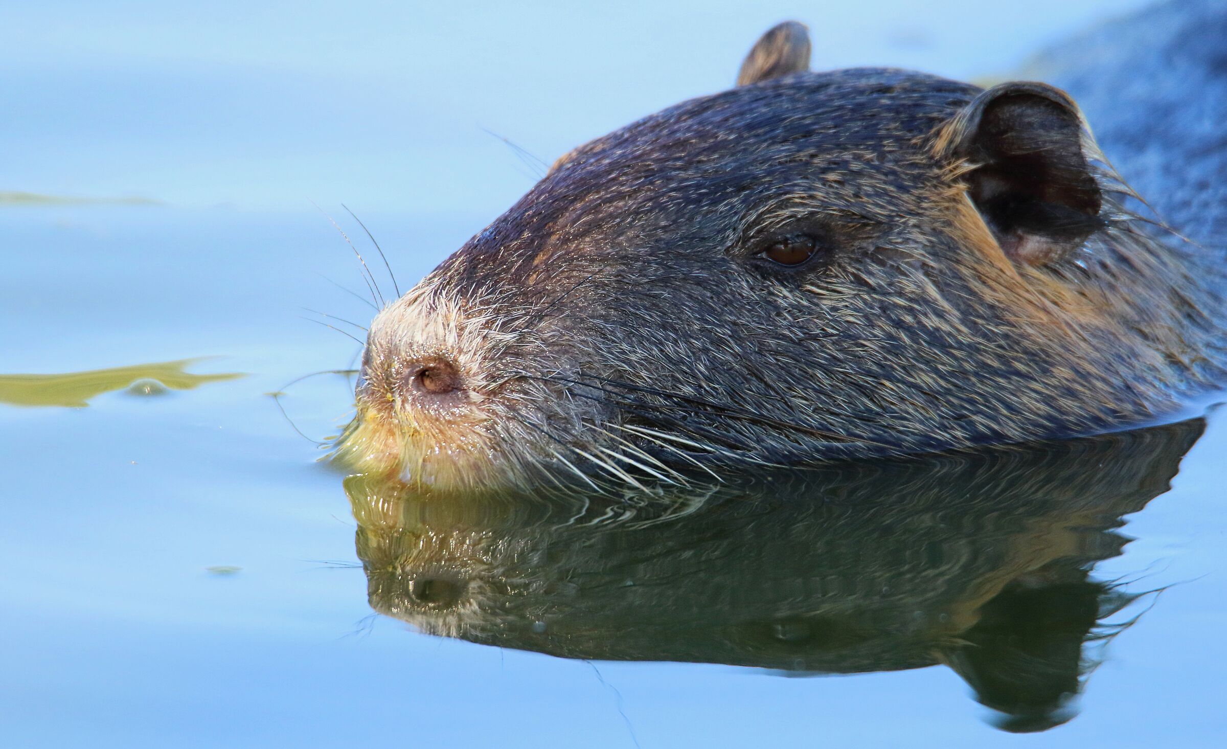 La Nutria