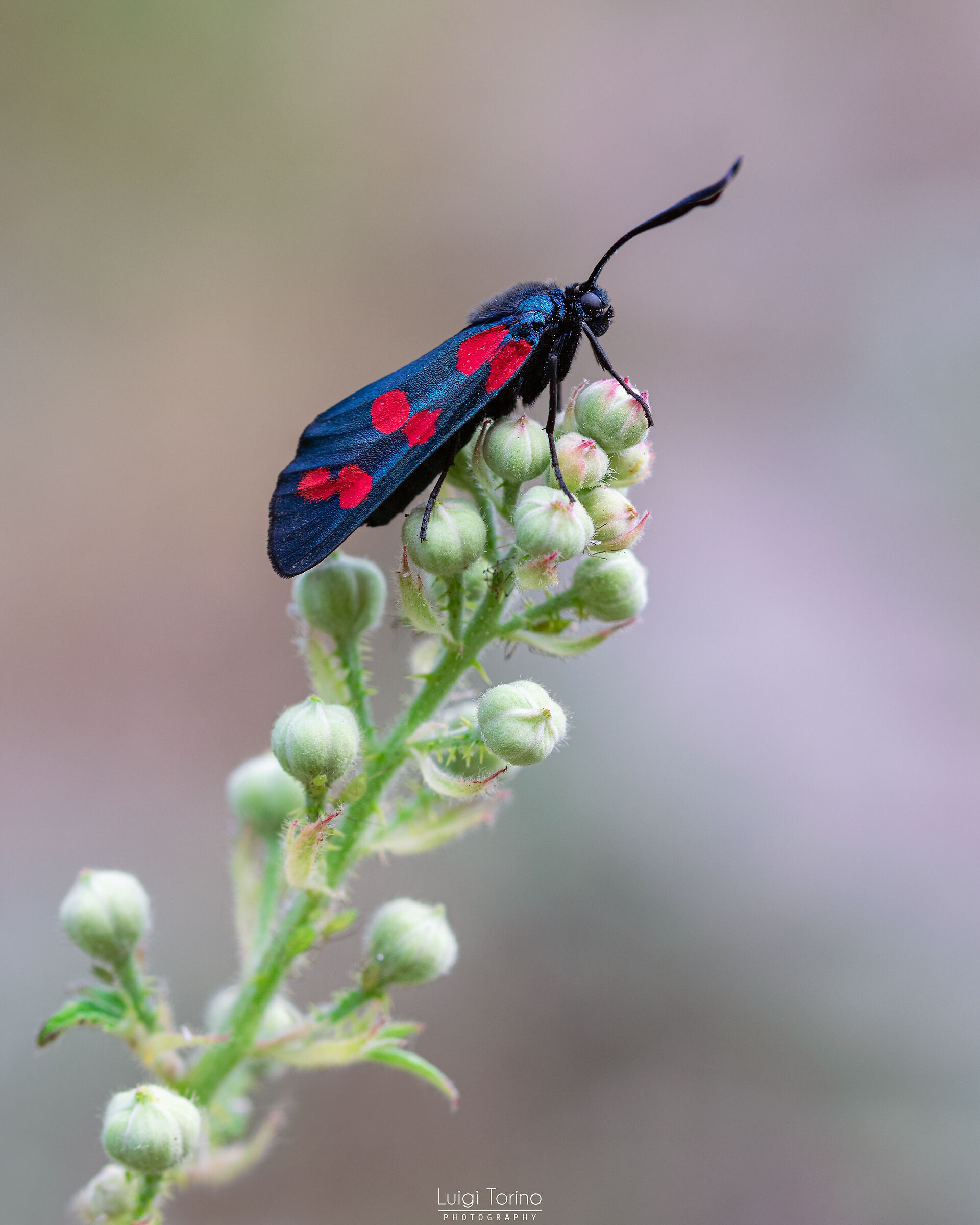 Zygaena filipendulae 1