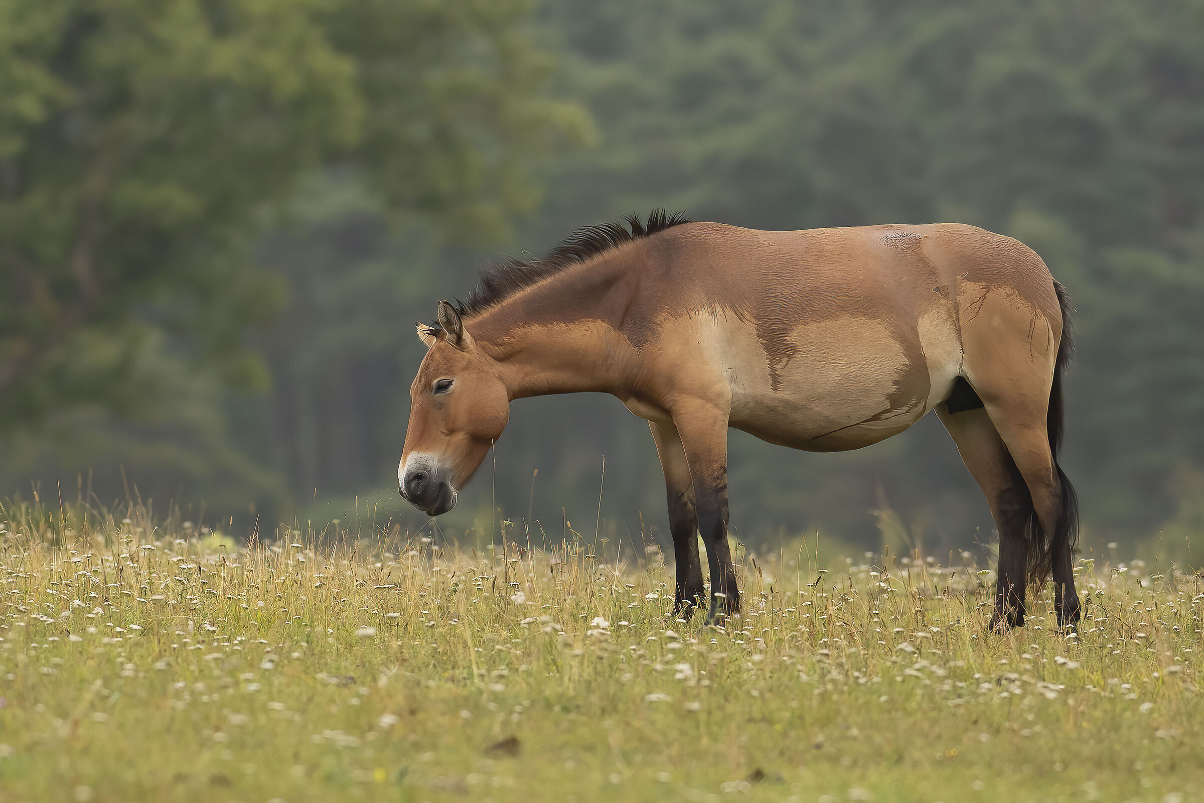 cavallo selvatico (cavallo di przewalski)