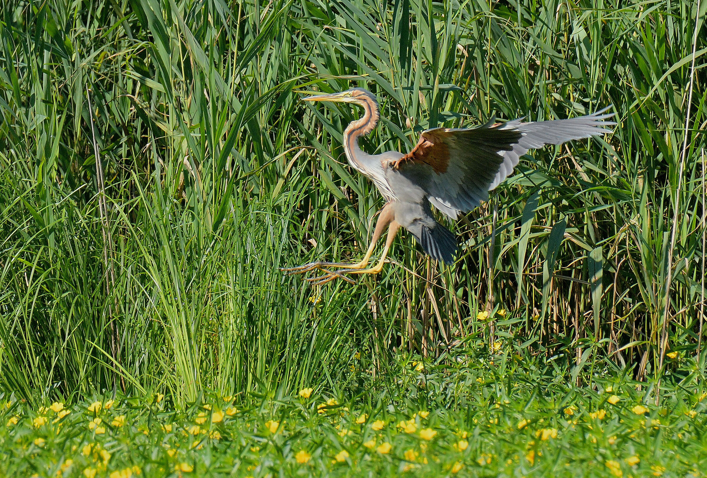 airone rosso in atterraggio