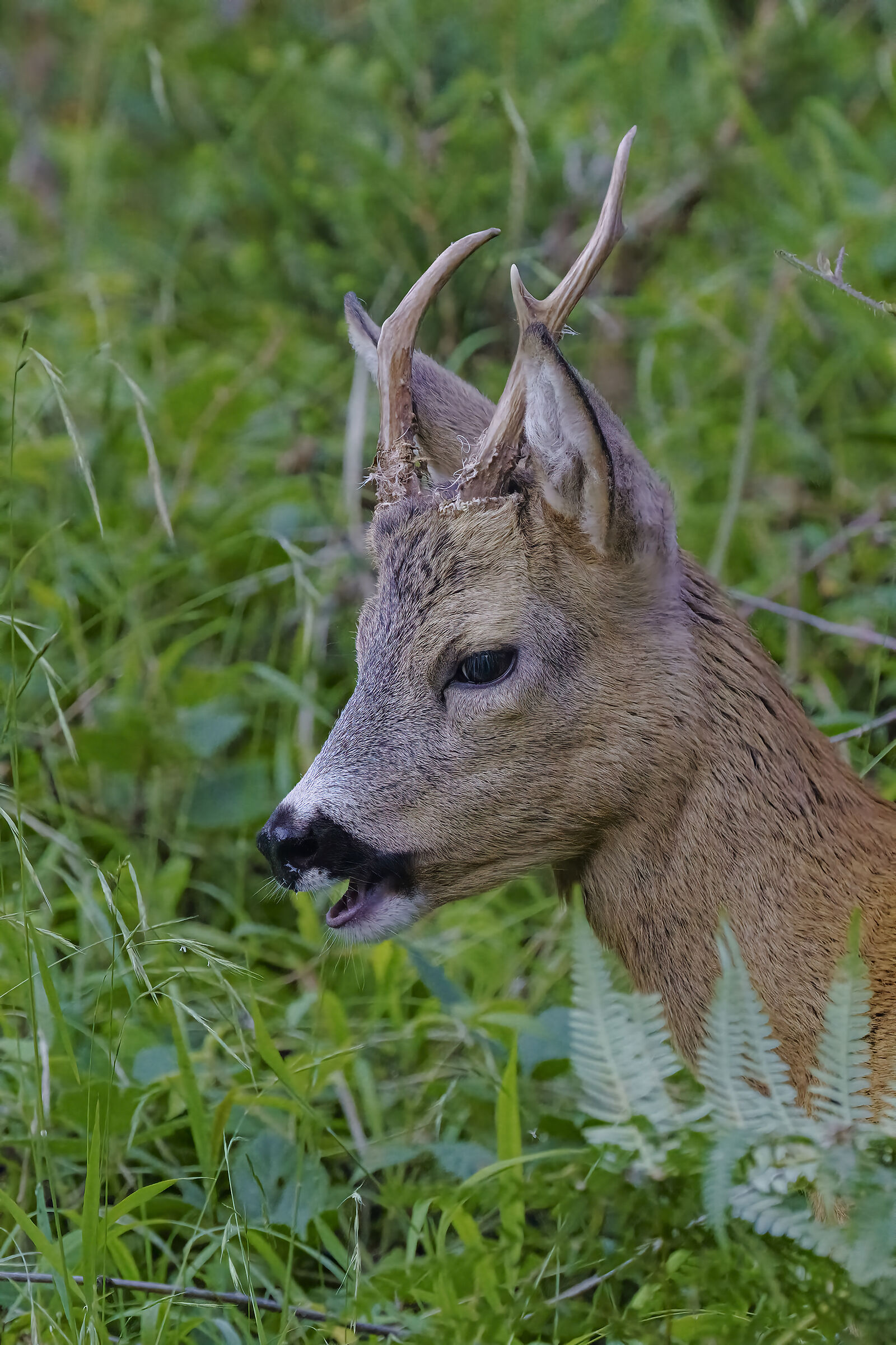 Capriolo maschio un pò scornato