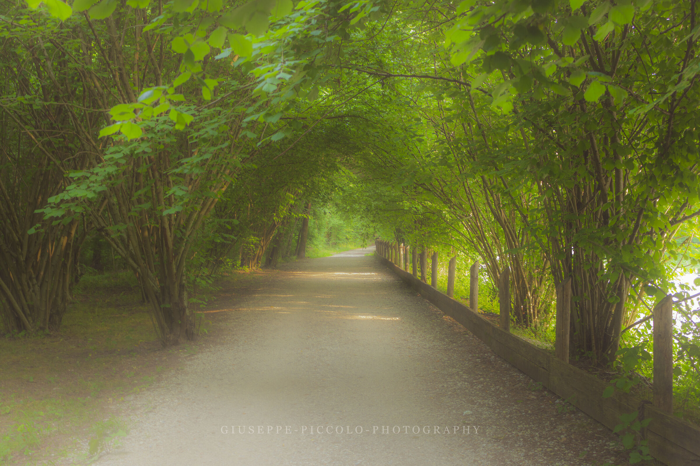 In the woods