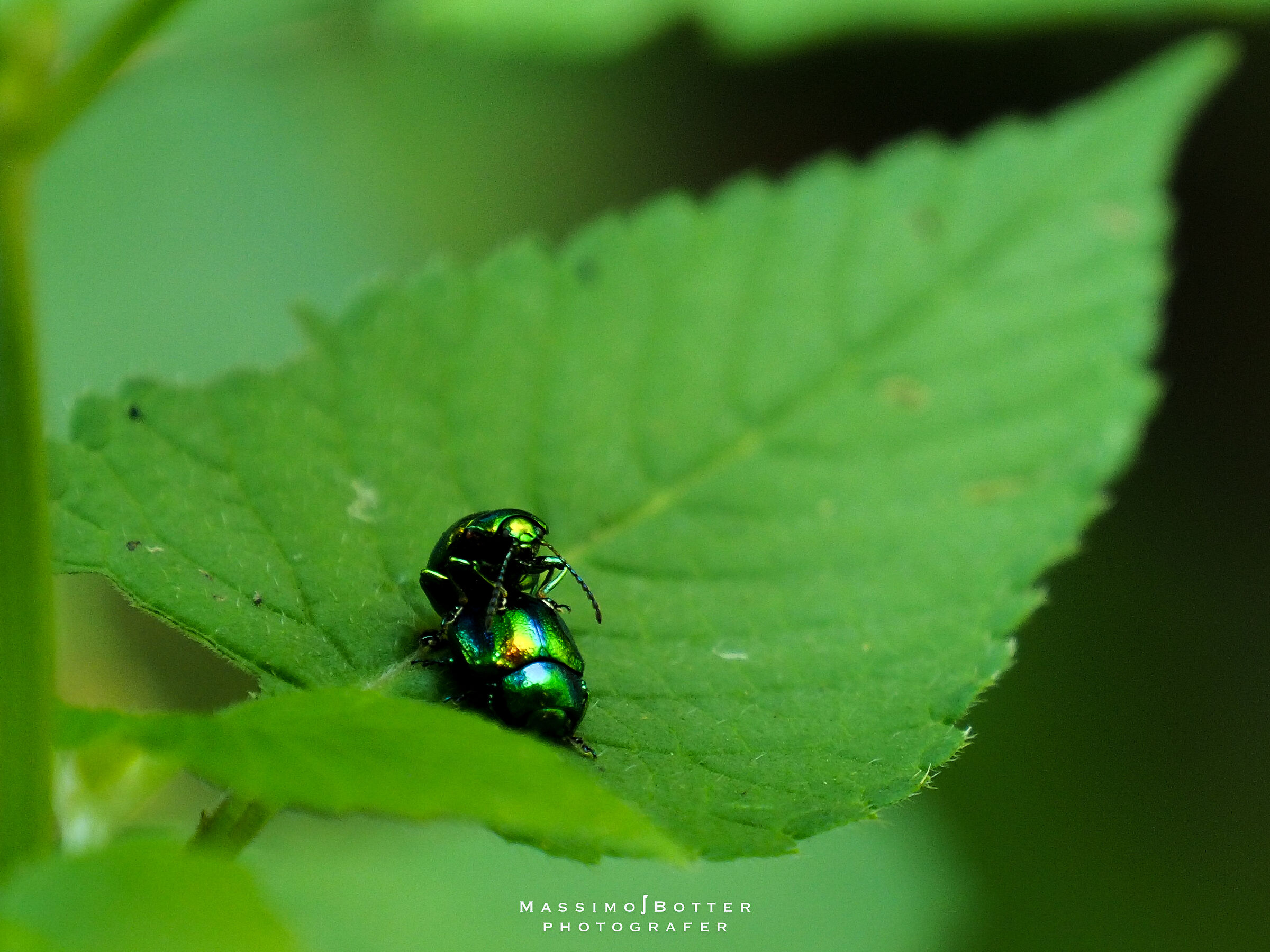 accoppiamenti... come farà...