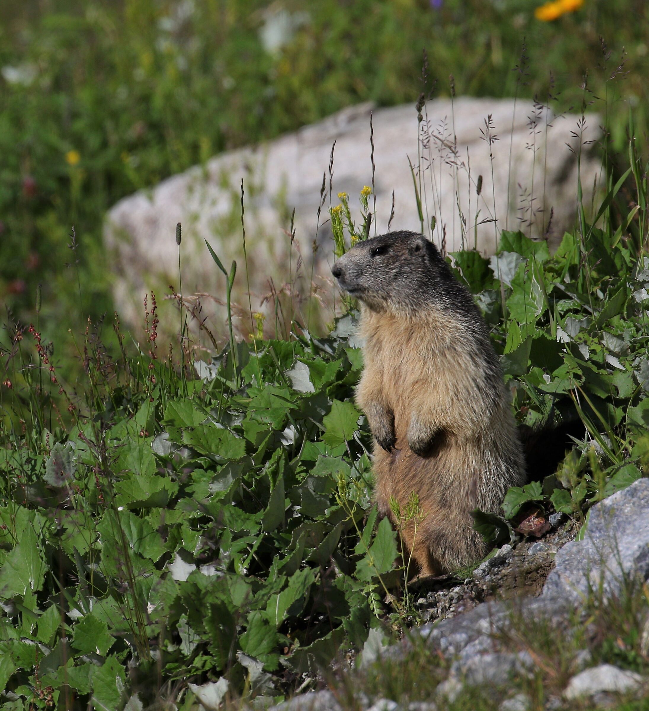 Marmotta