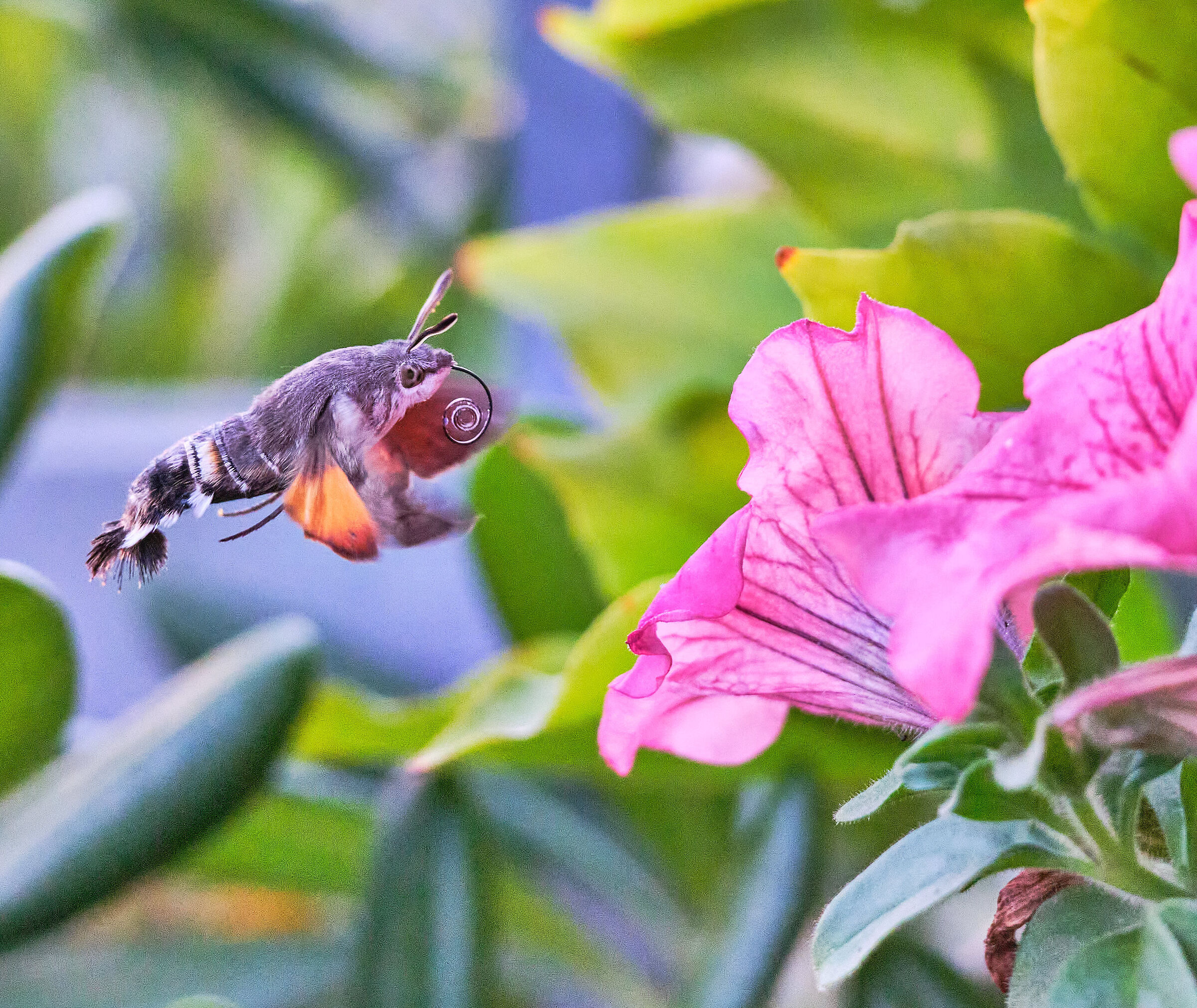 Macroglossum stellatarum sphinx of the galio