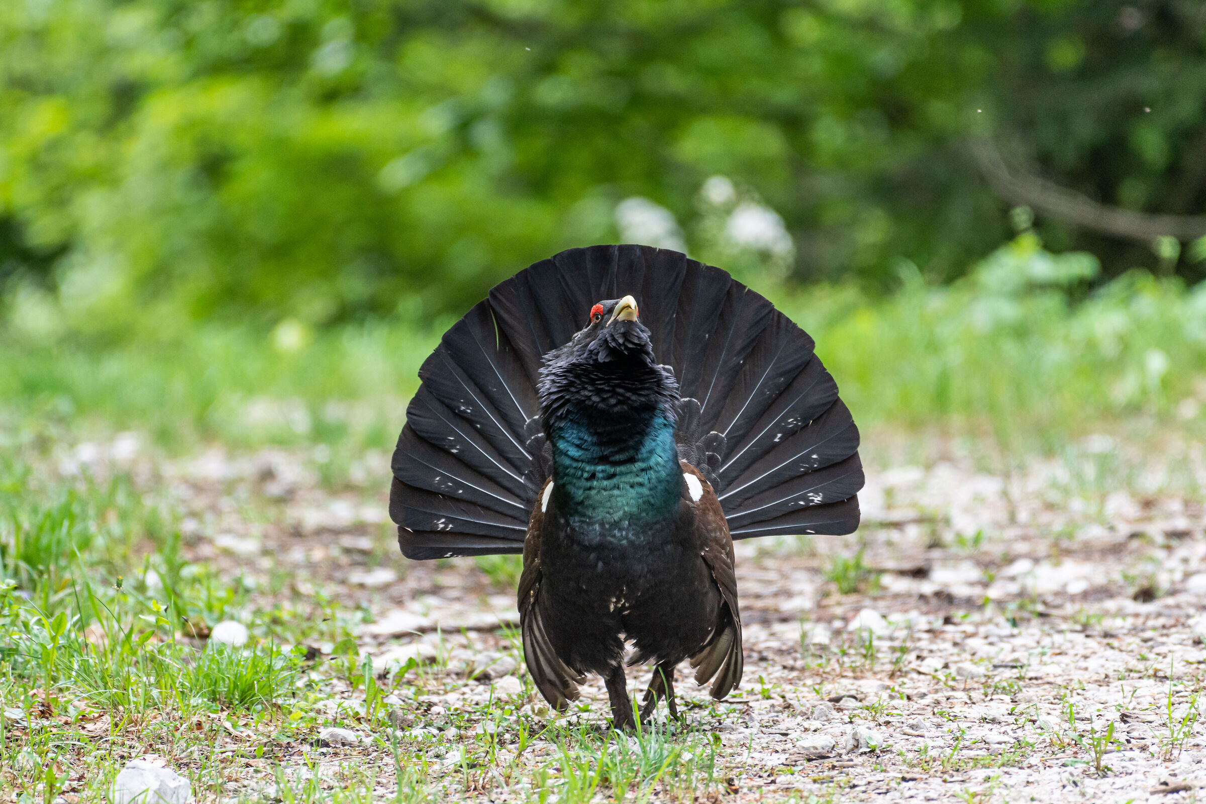 Gallo cedrone