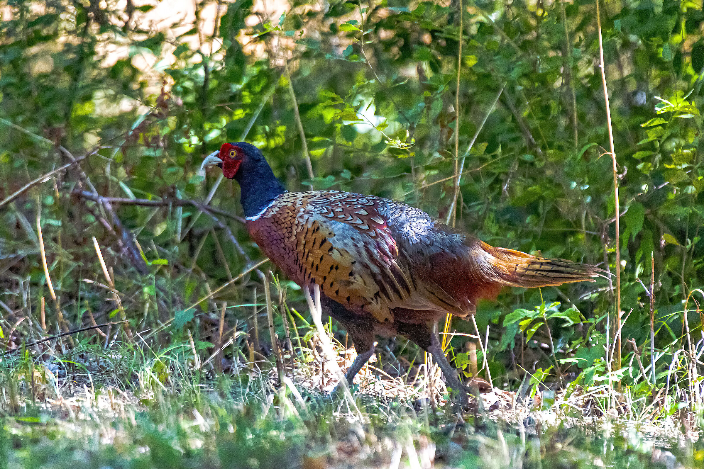 Pheasant