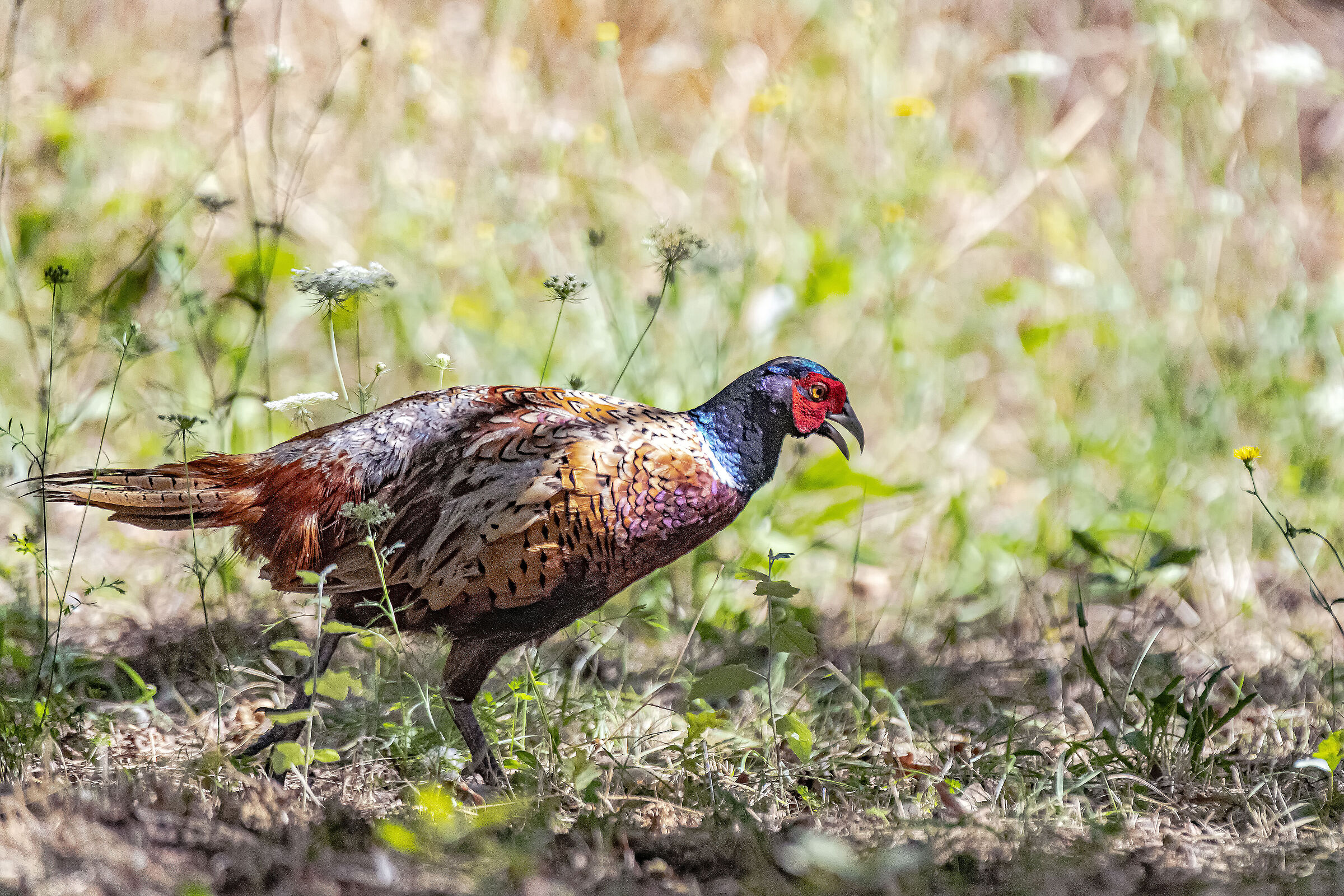 Pheasant