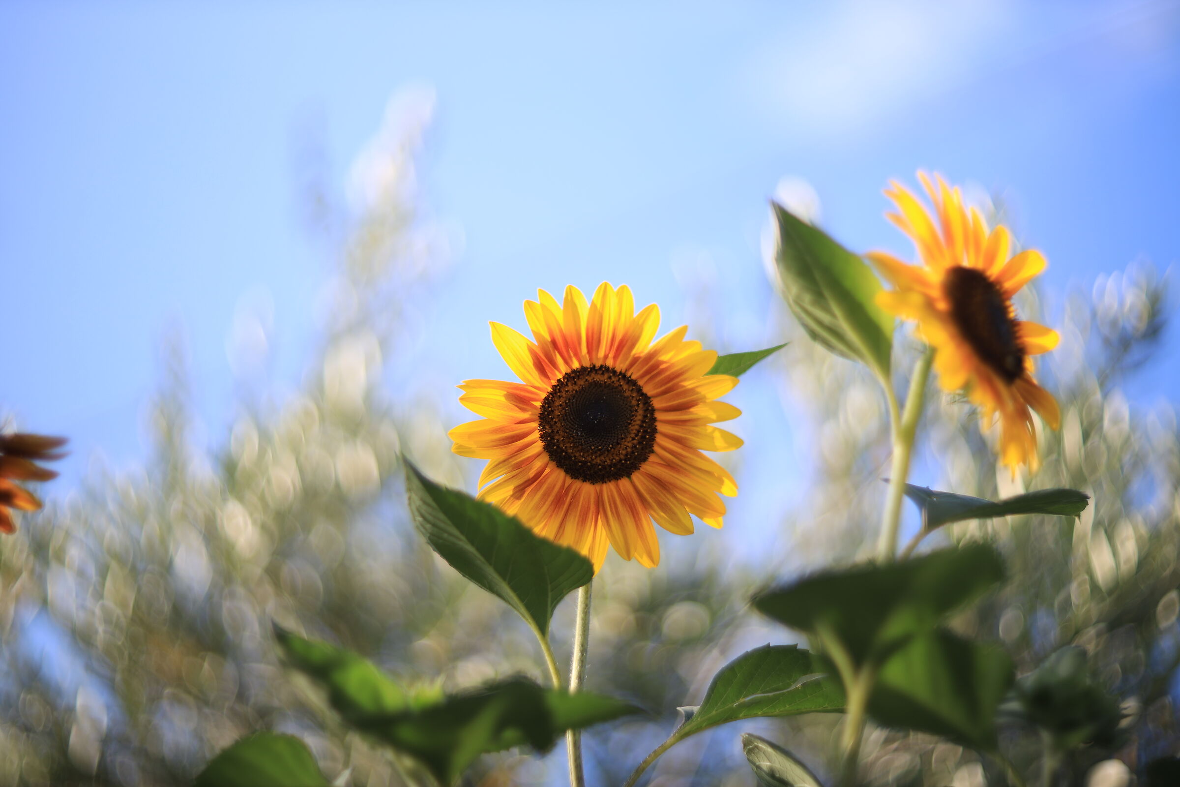 Girasole