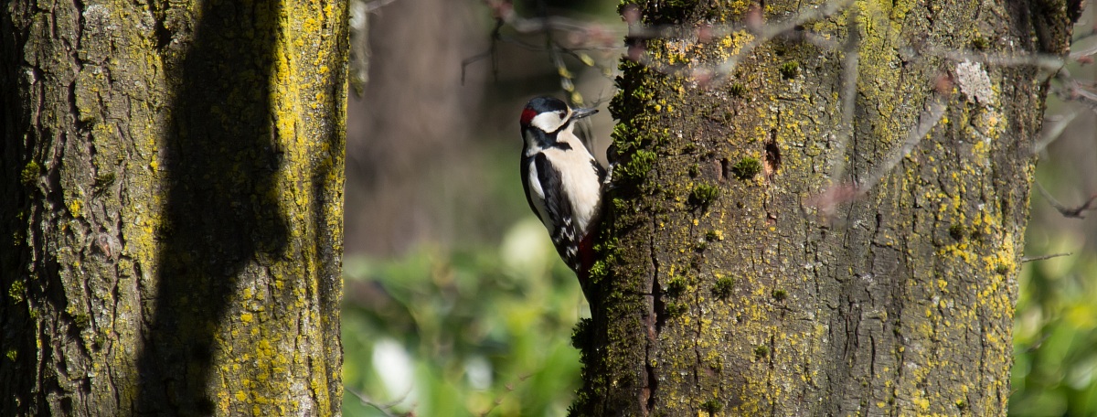 woodpecker