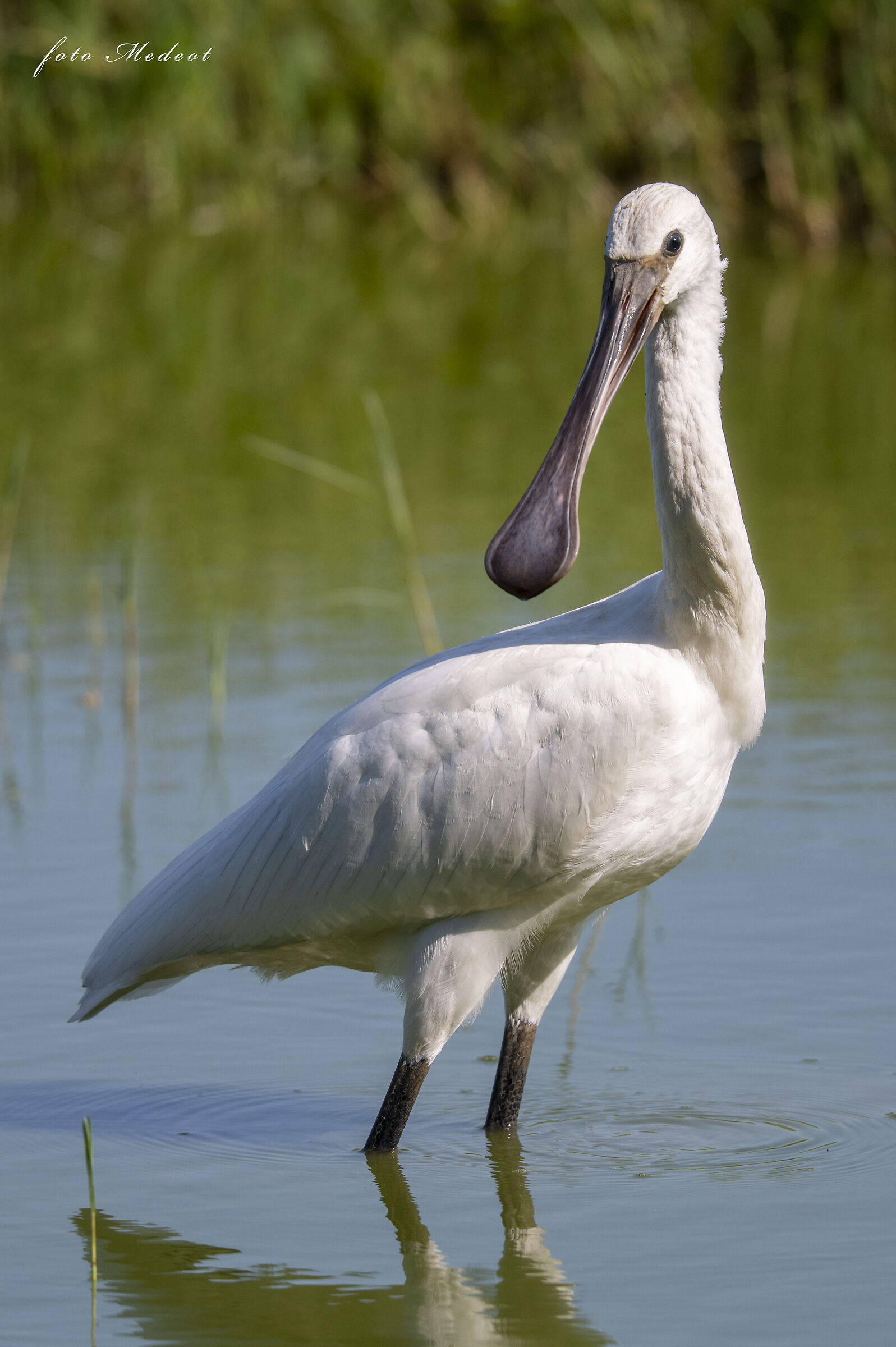 Ritratto alla spatola