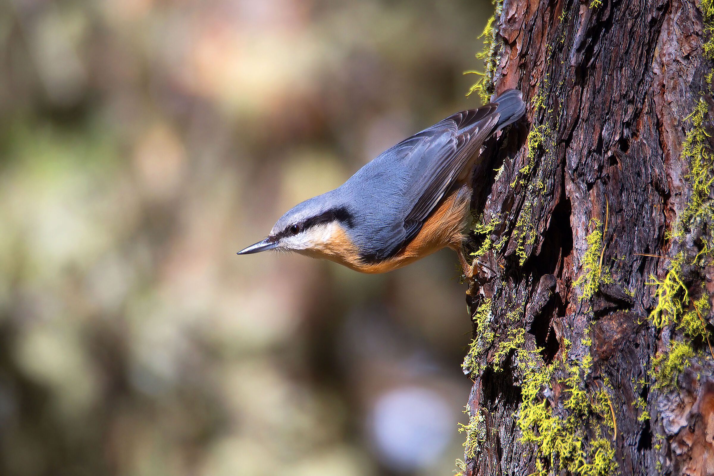 Wood nuthatch