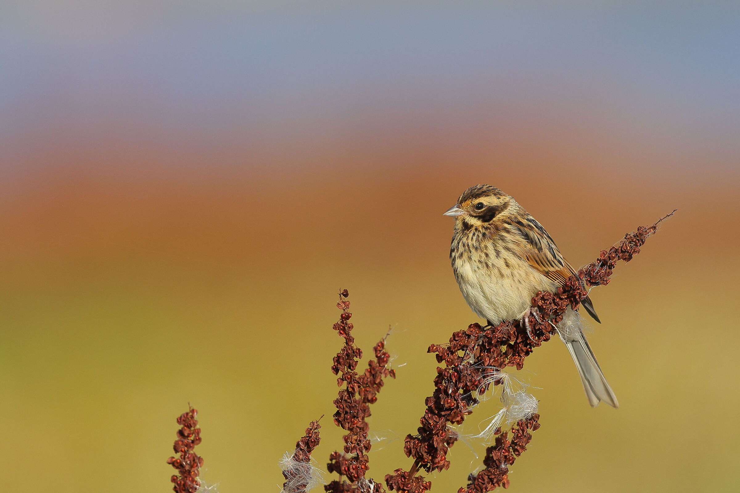 Summer sunrise in the swamp