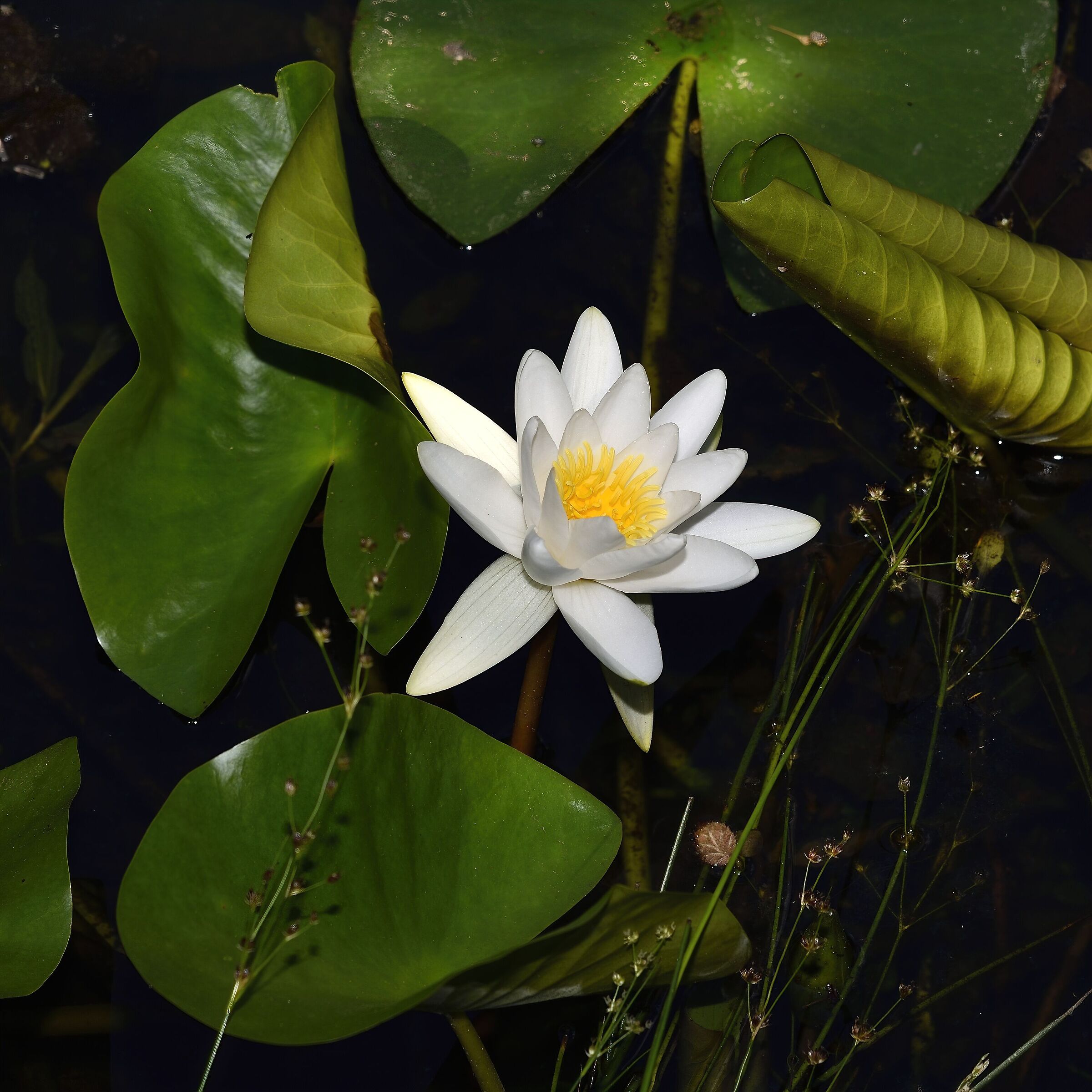 Water lily