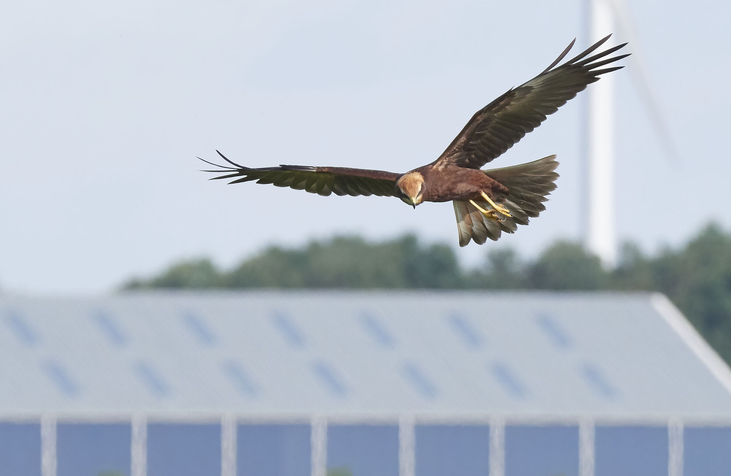 Marsh Harrier