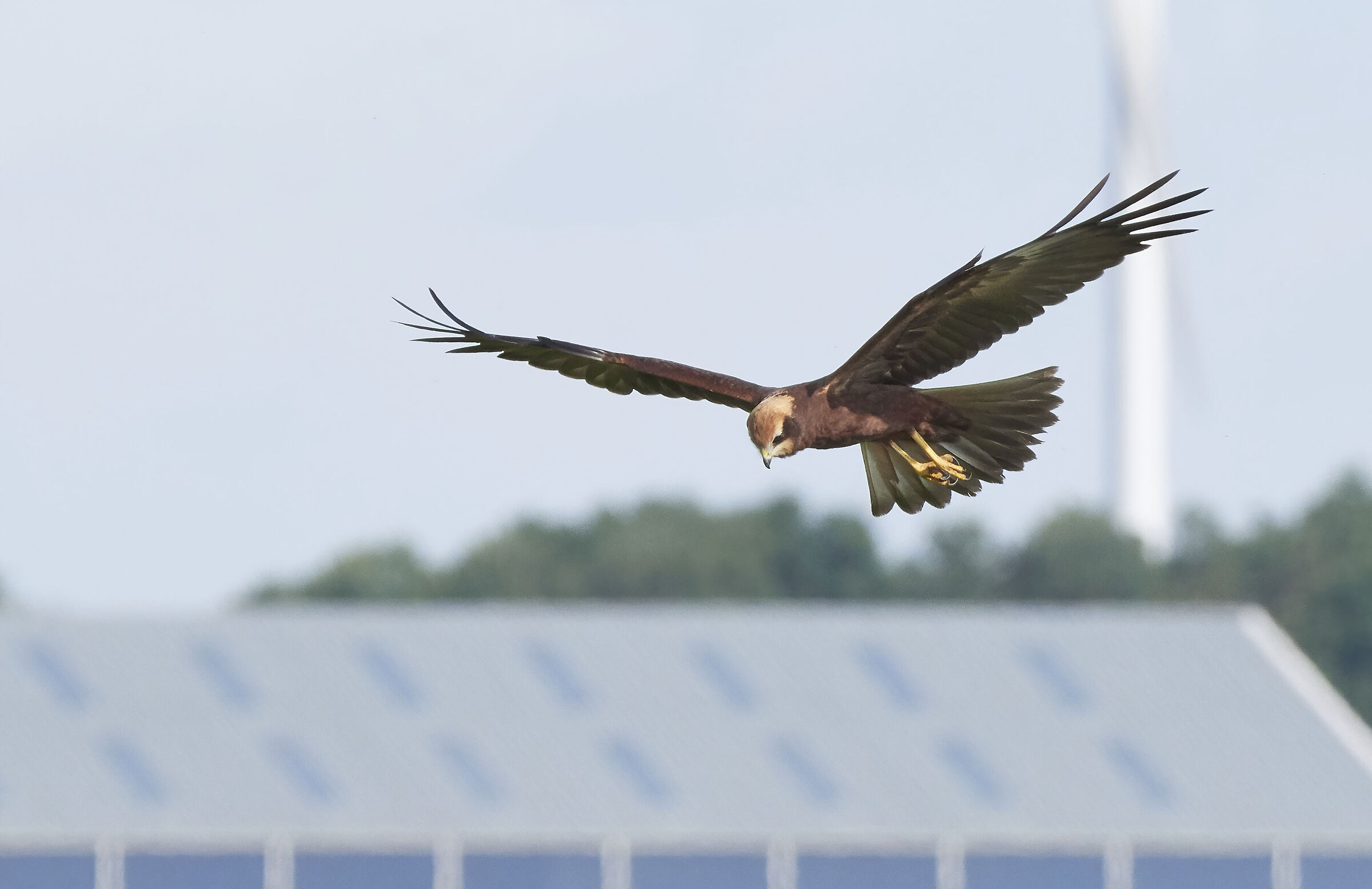 Marsh Harrier