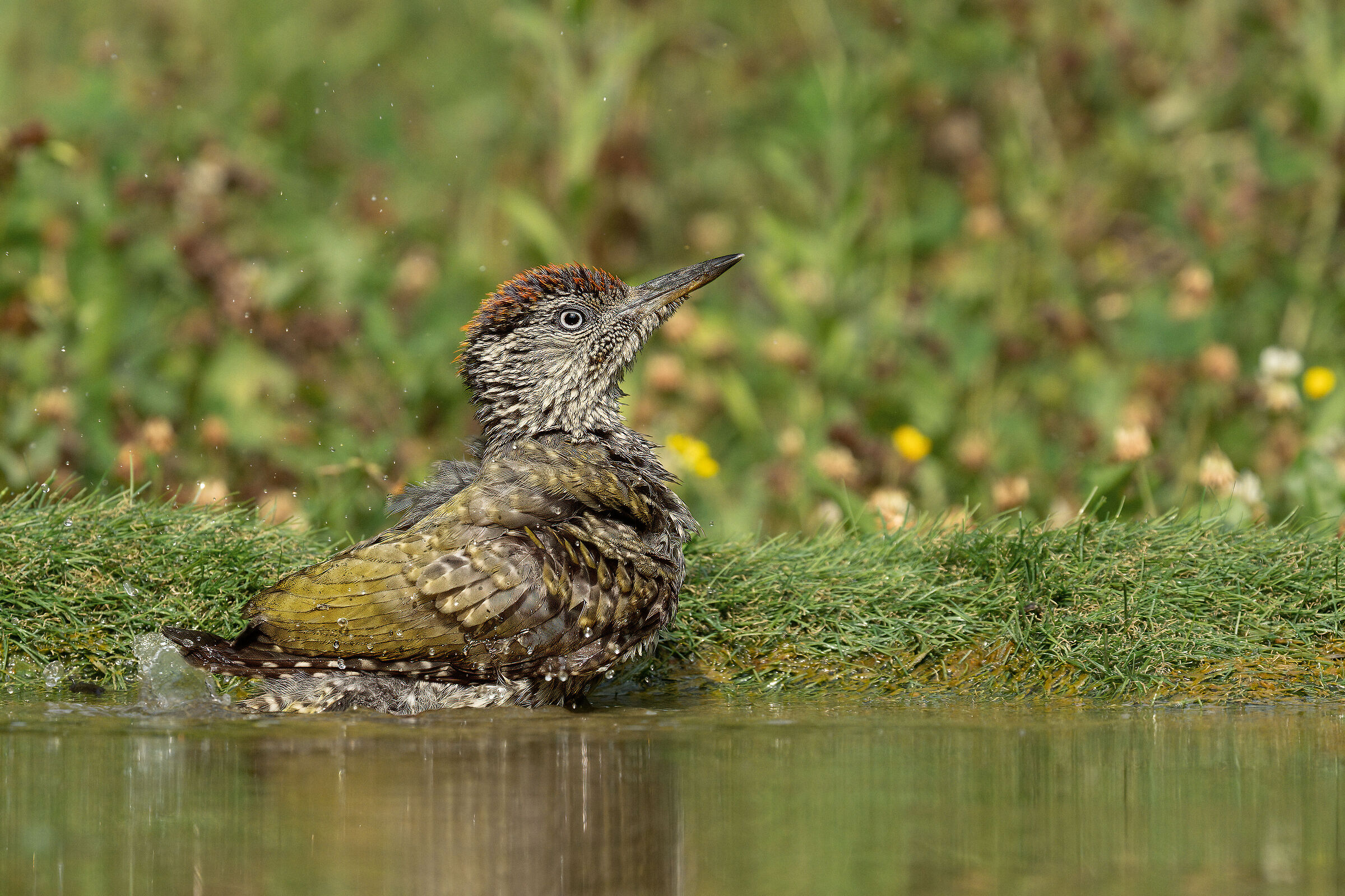 Giovane Picchio Verde al bagno