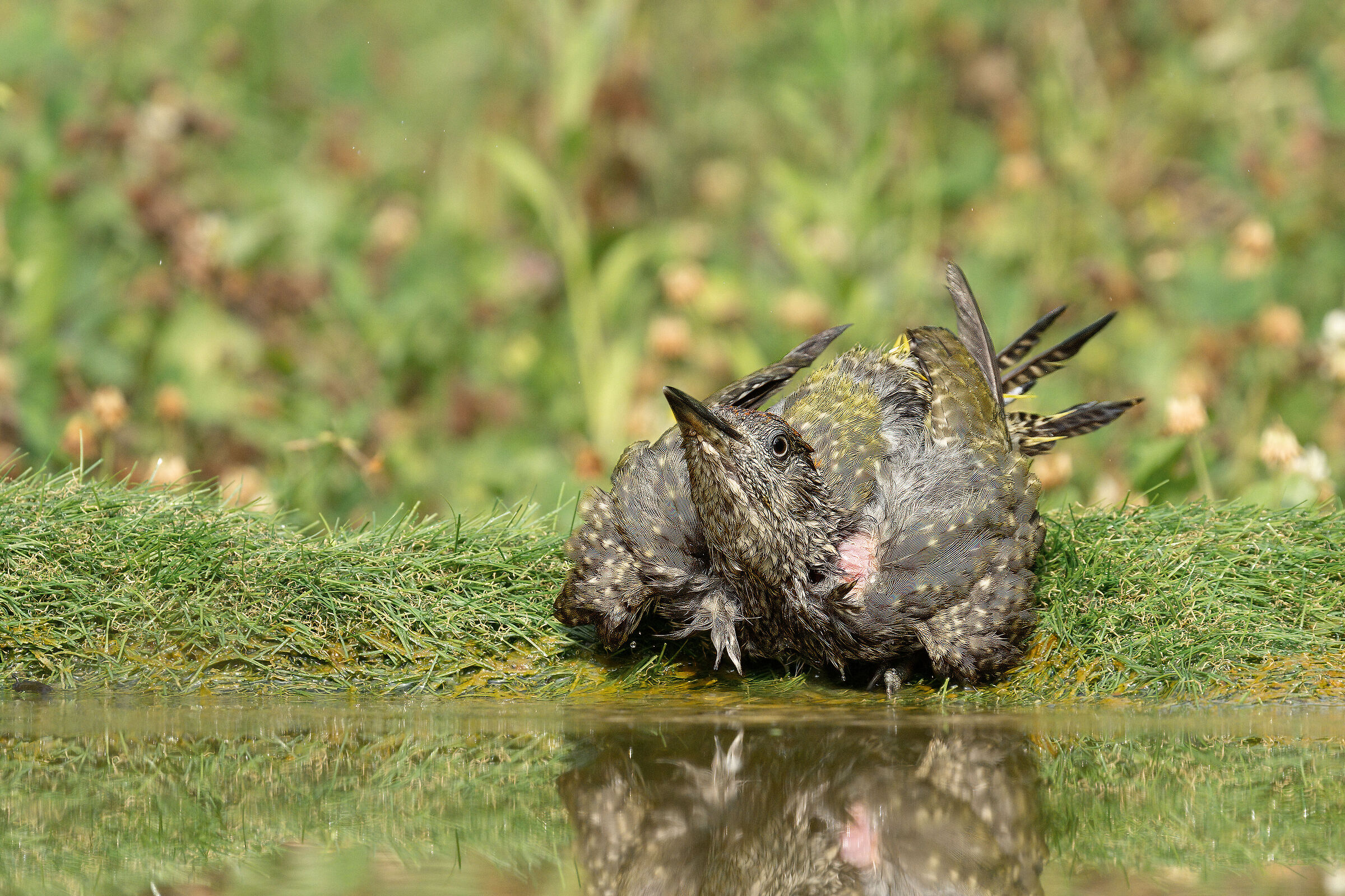 Giovane Picchio Verde al bagno