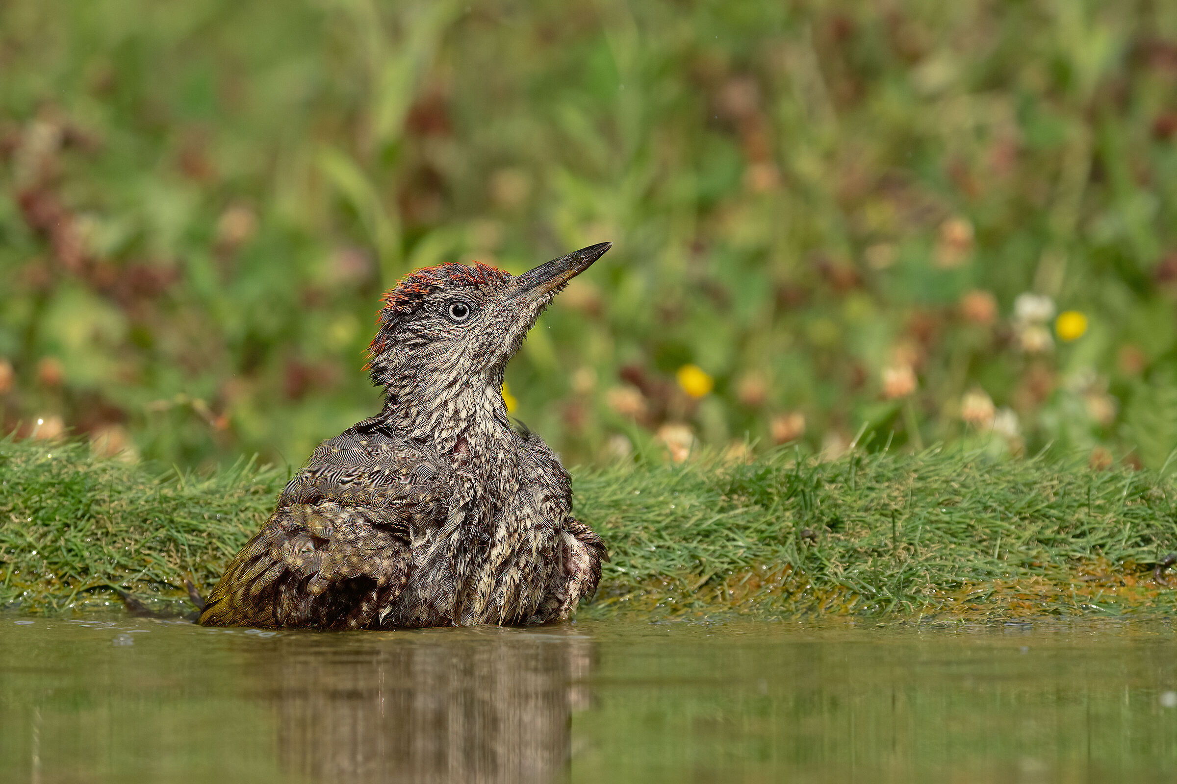Giovane Picchio Verde al bagno