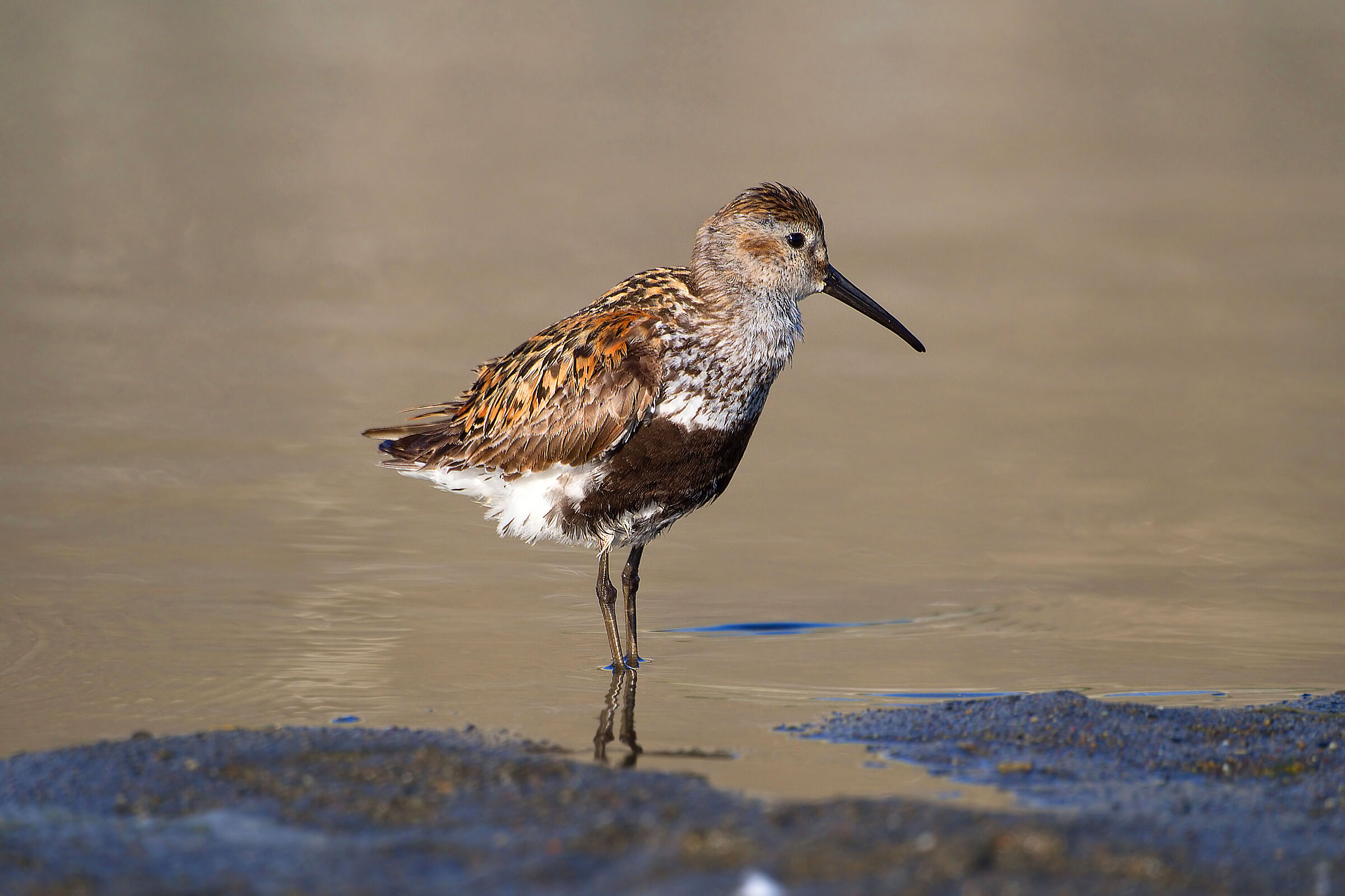 dunlin