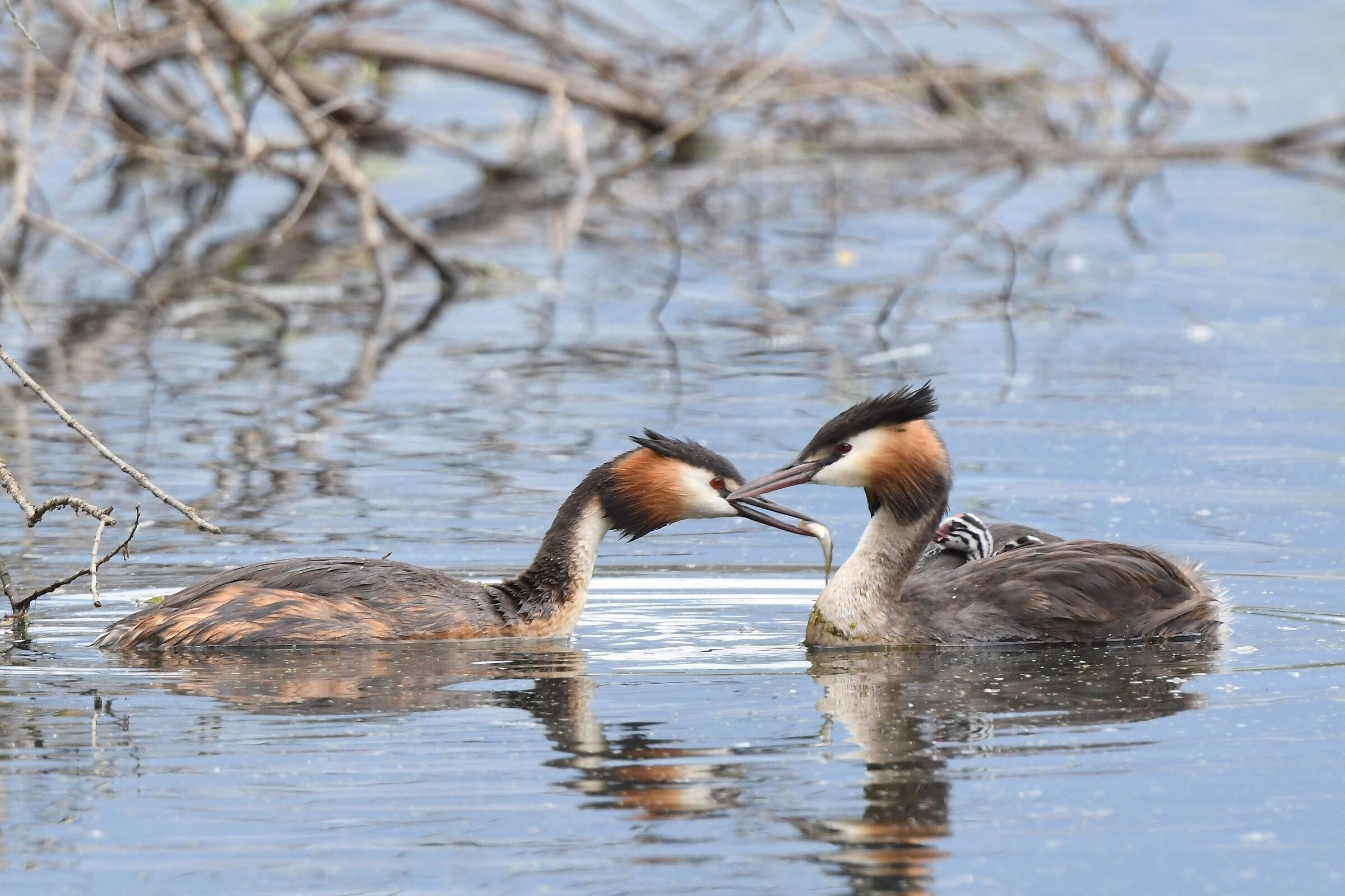 grebes
