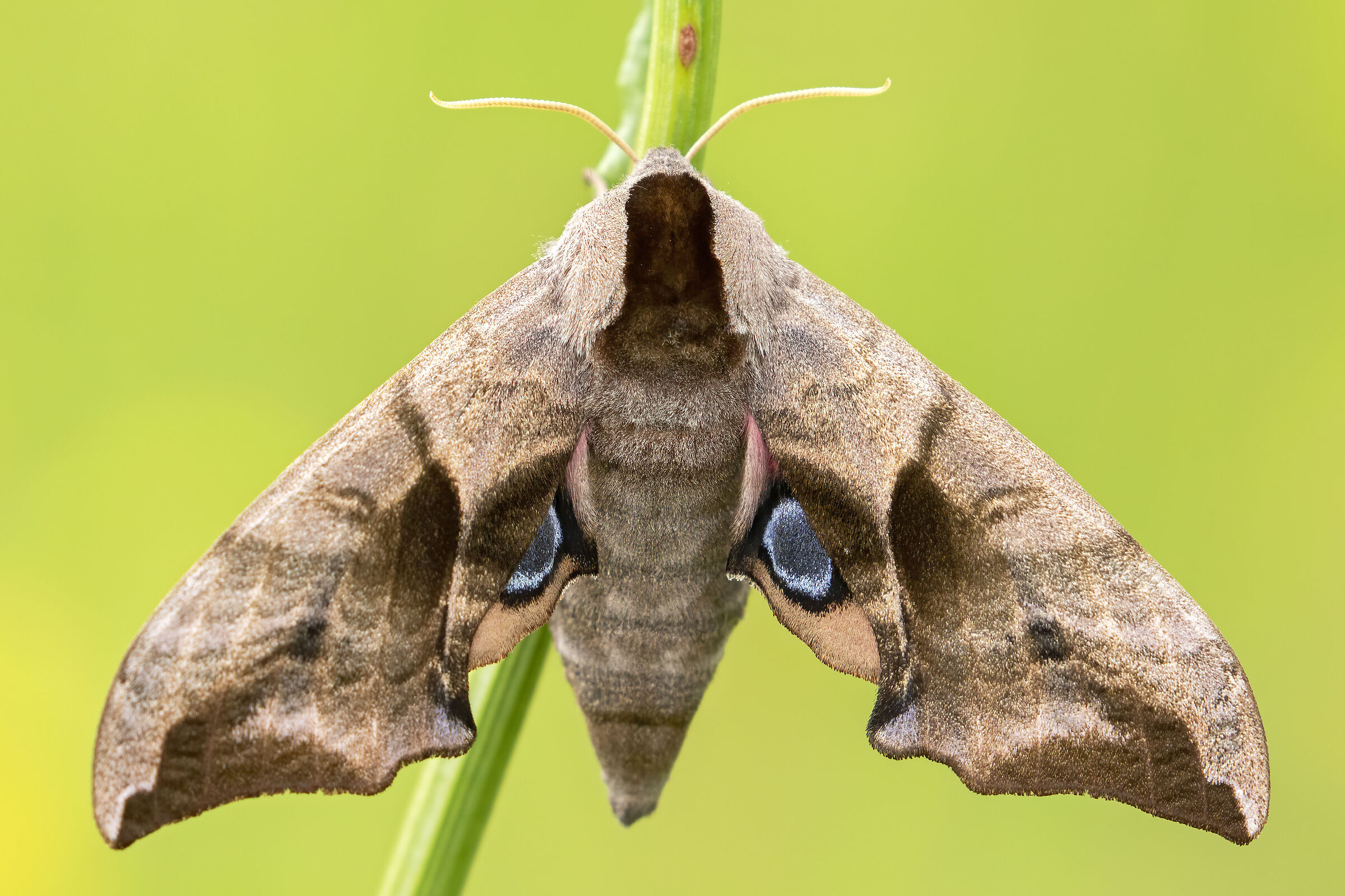 Smerinthus ocellatus