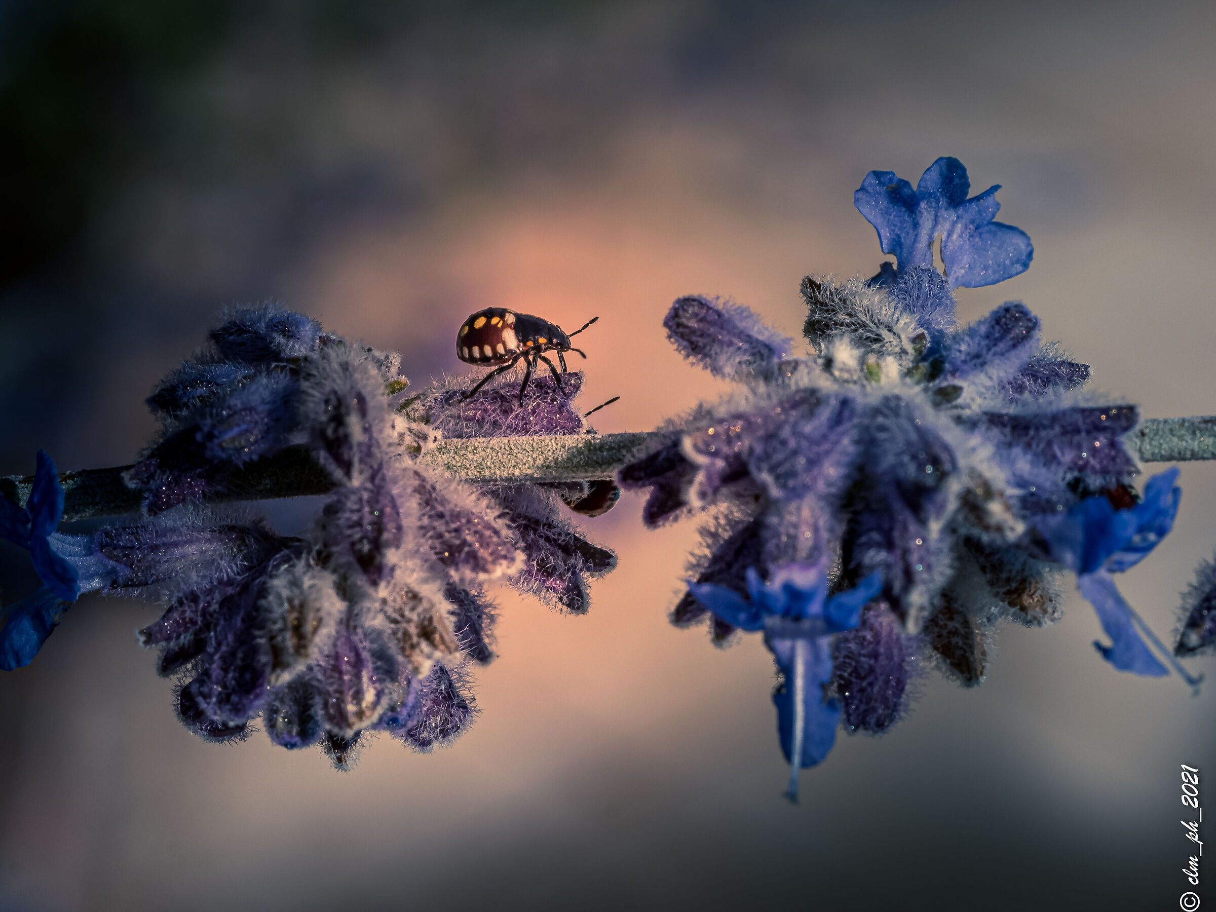 Chinese bed bug (spy on us with %G)