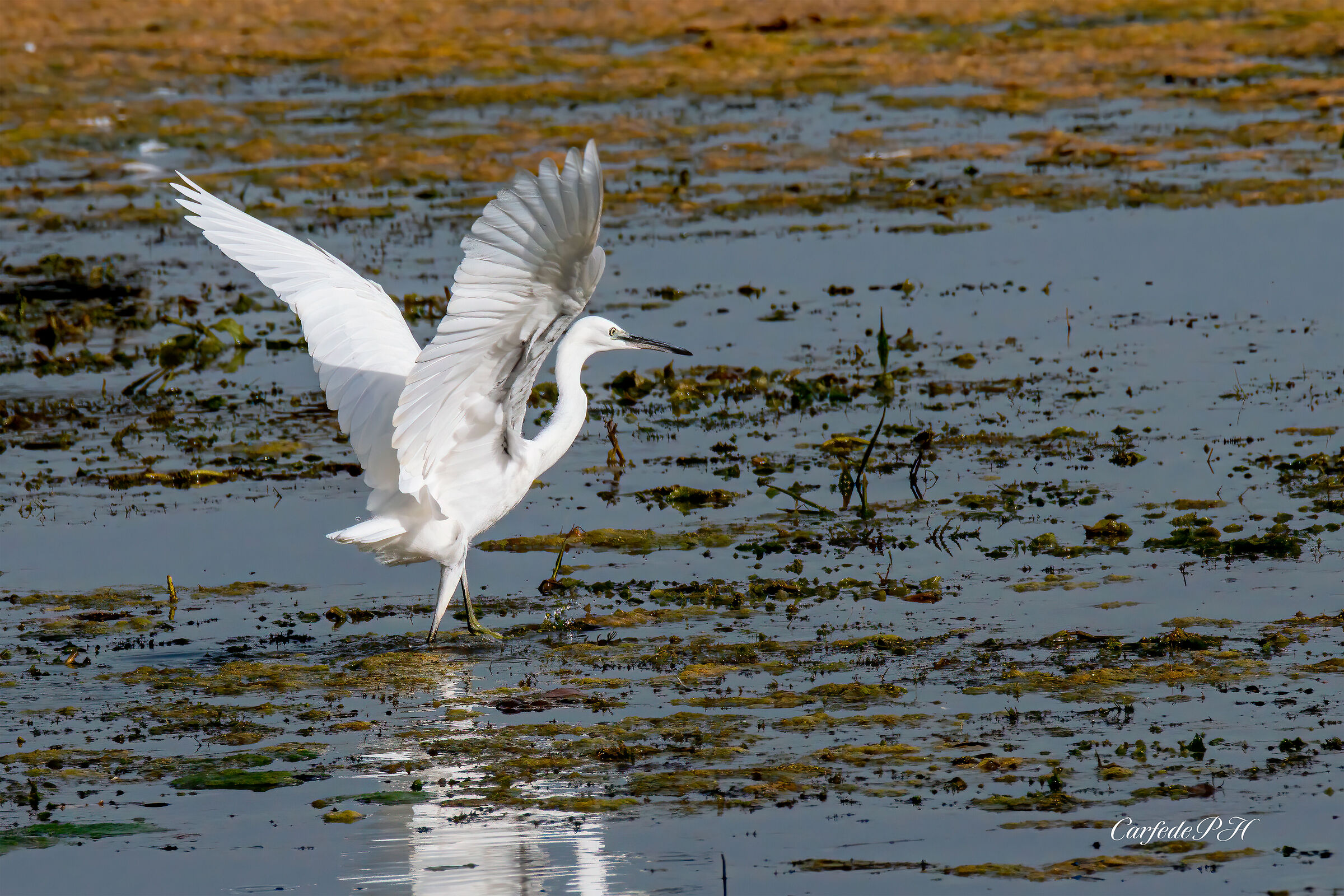 egret