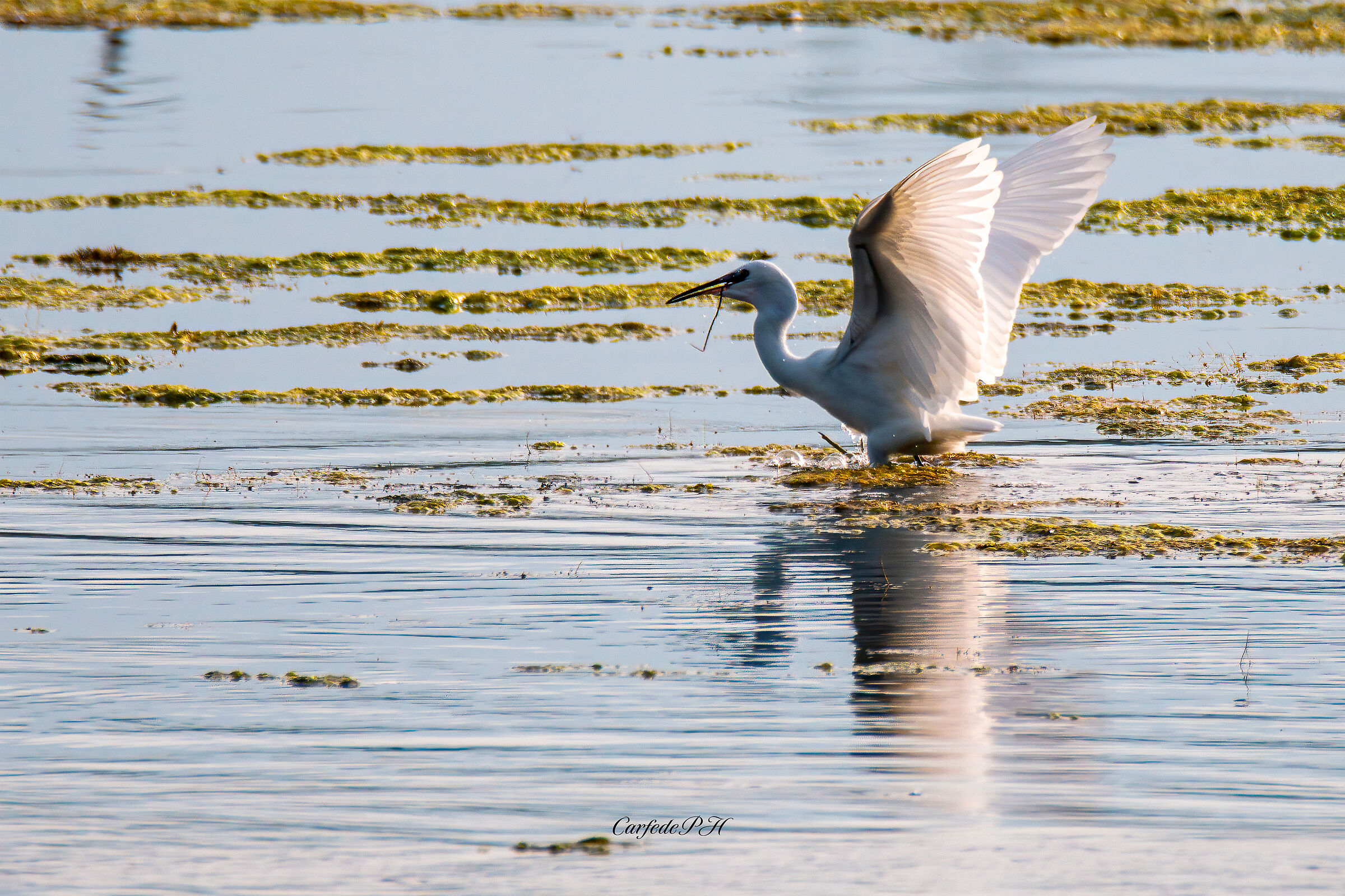 egret