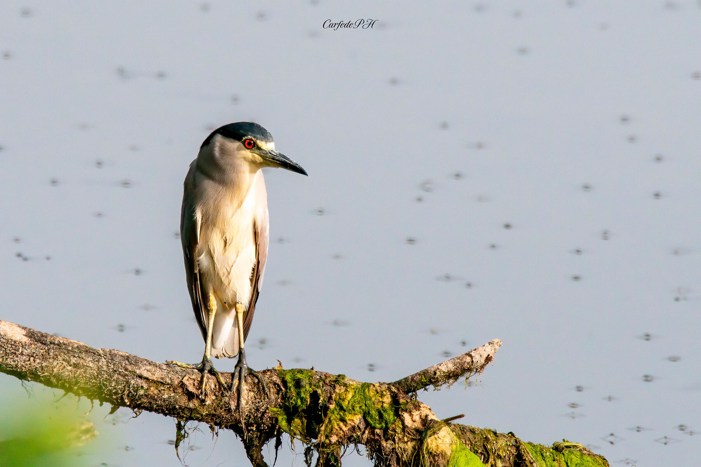 black crowned night heron