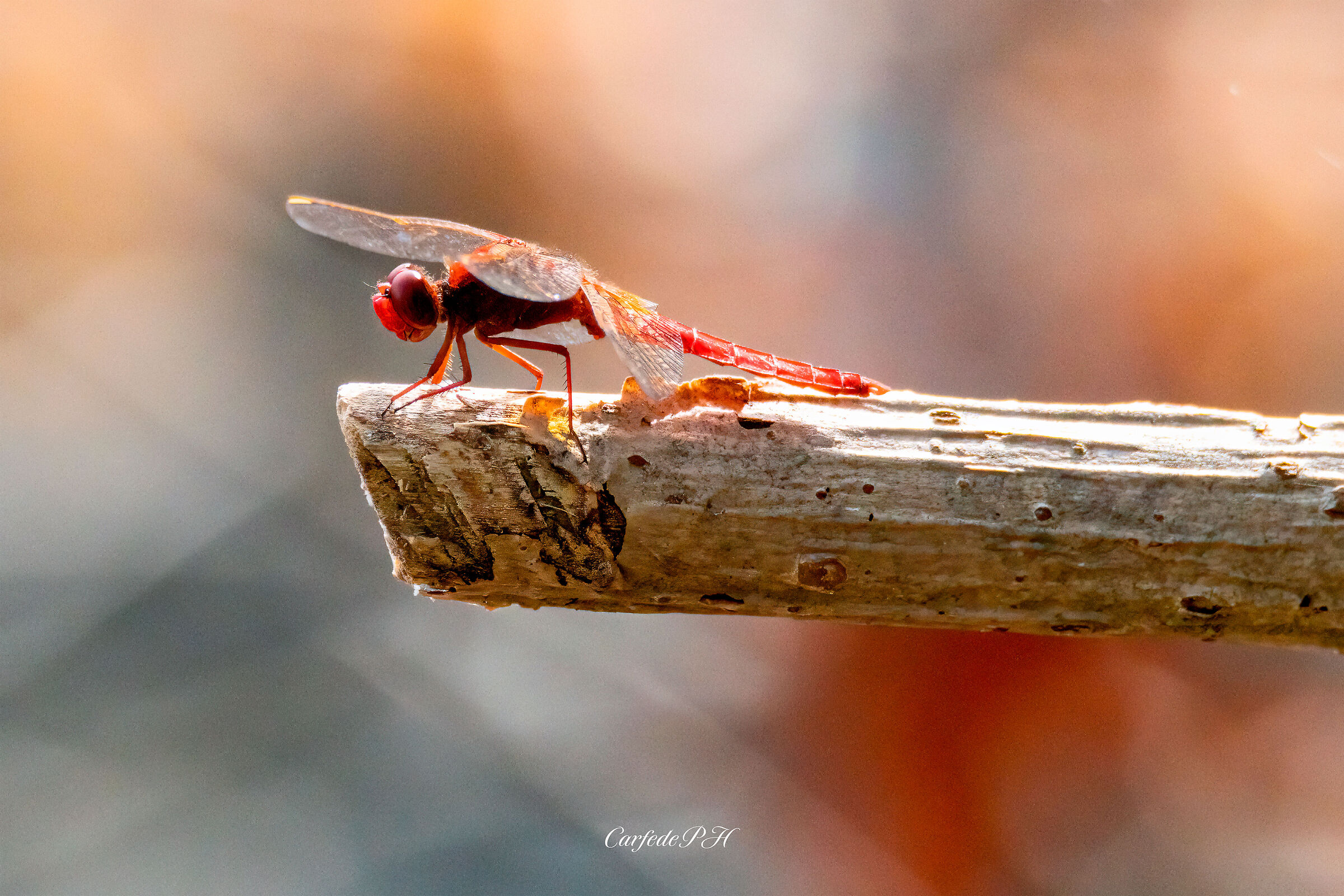 red dregonfly