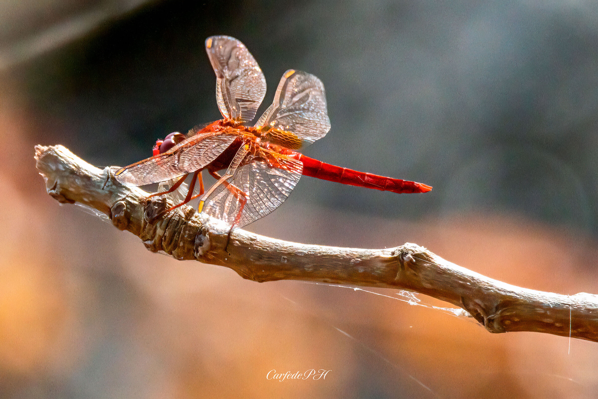 red dregonfly
