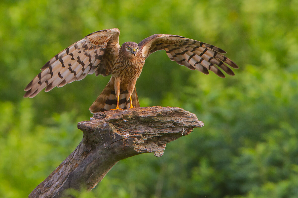 Albanella minore femmina