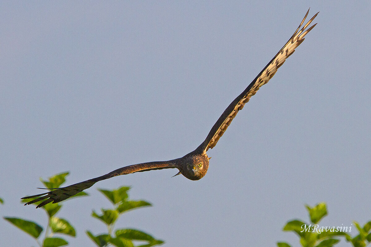 Albanella minore femmina
