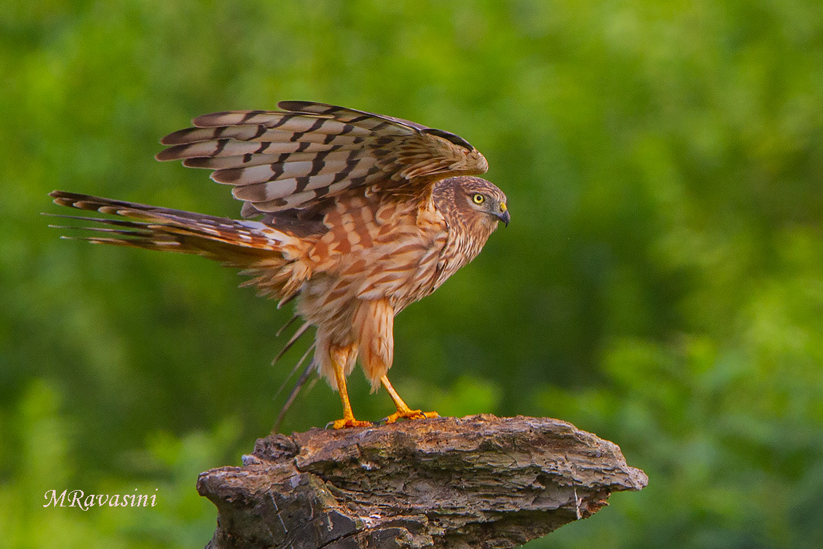 Albanella minore femmina