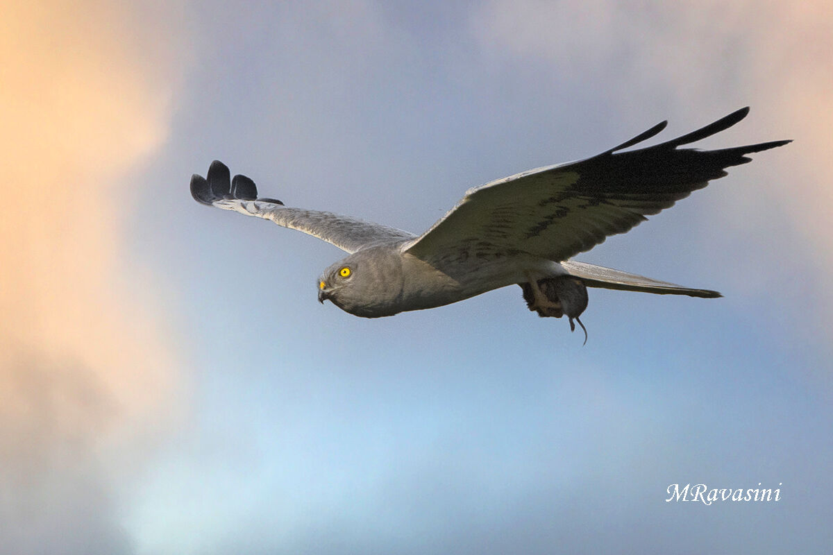 Albanella minore maschio