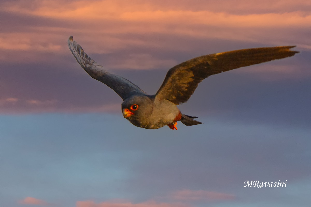 Falco cuculo maschio