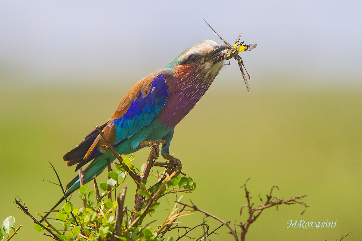 Ghiandaia marina pettolilla con preda