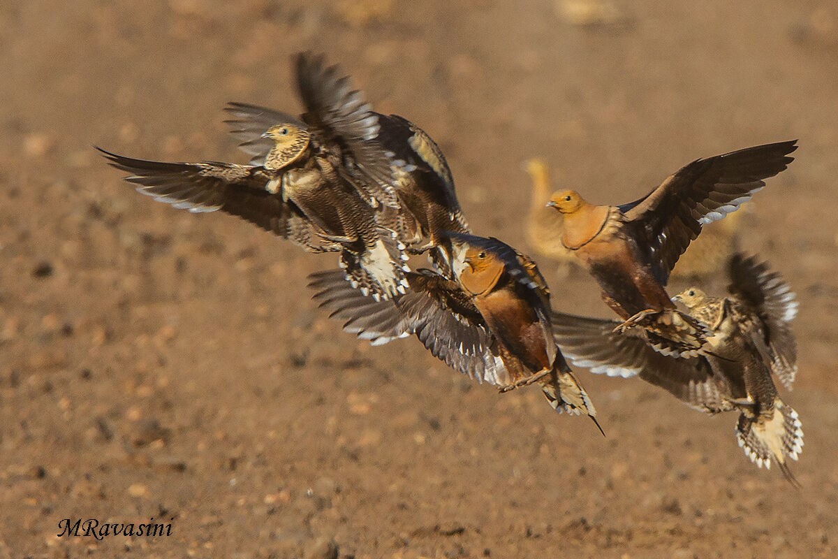 Grandule ventrecastano