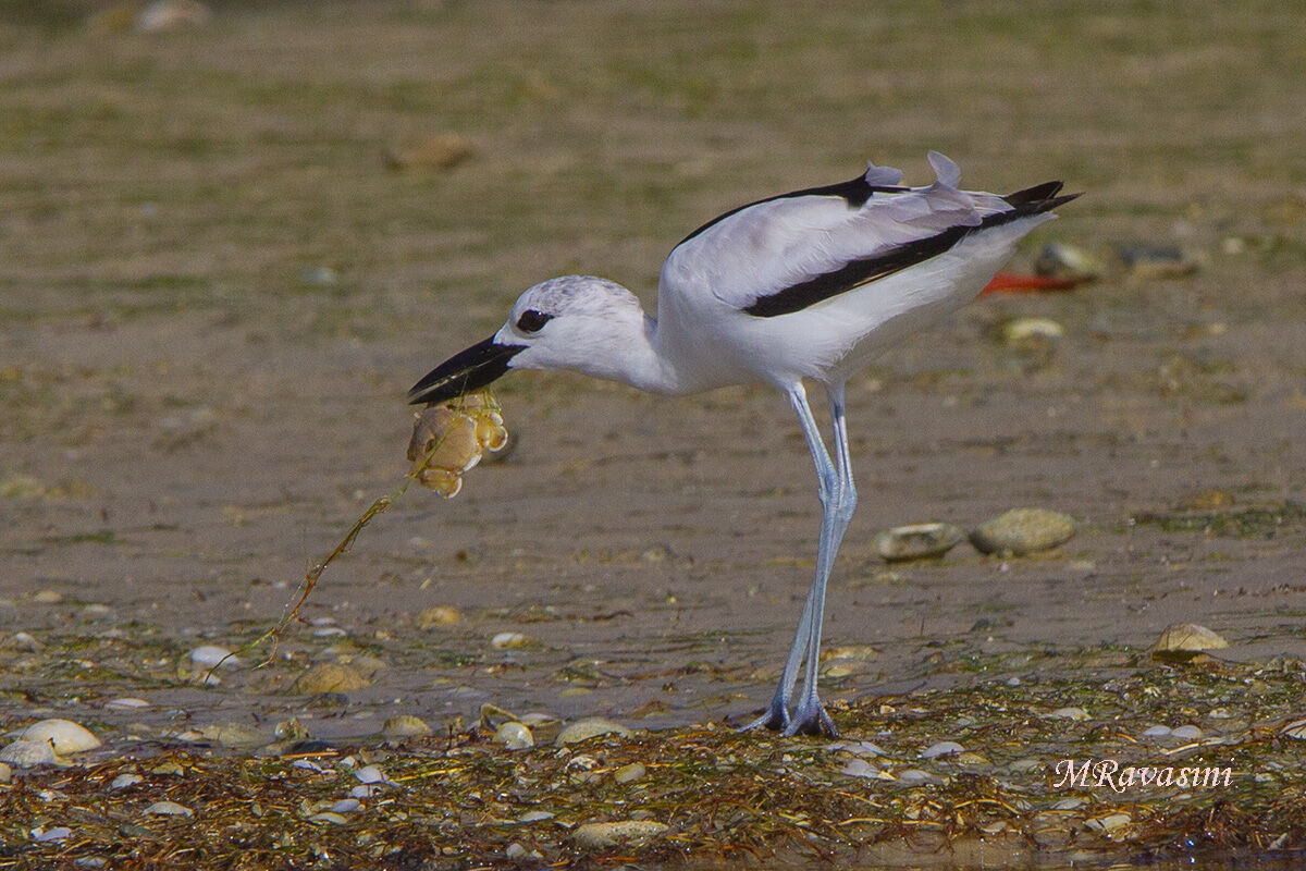 Droma con granchio delle sabbie